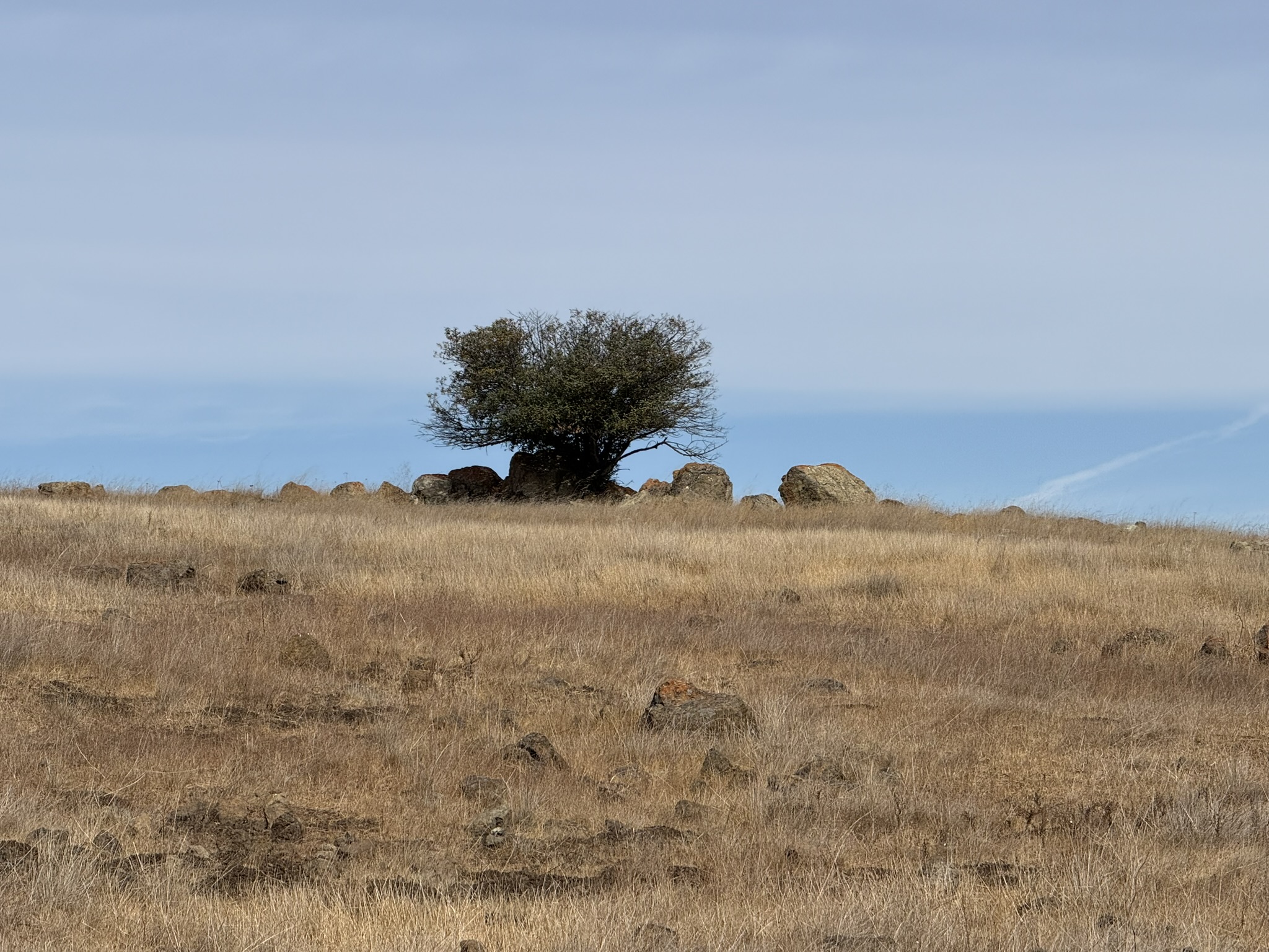 Tule Elk Trail