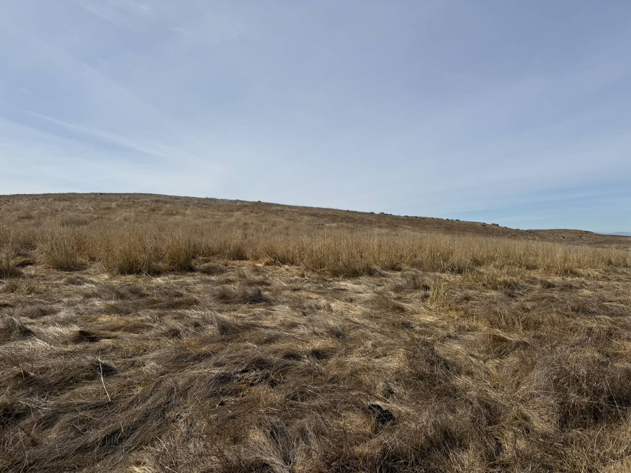 Tule Elk Trail