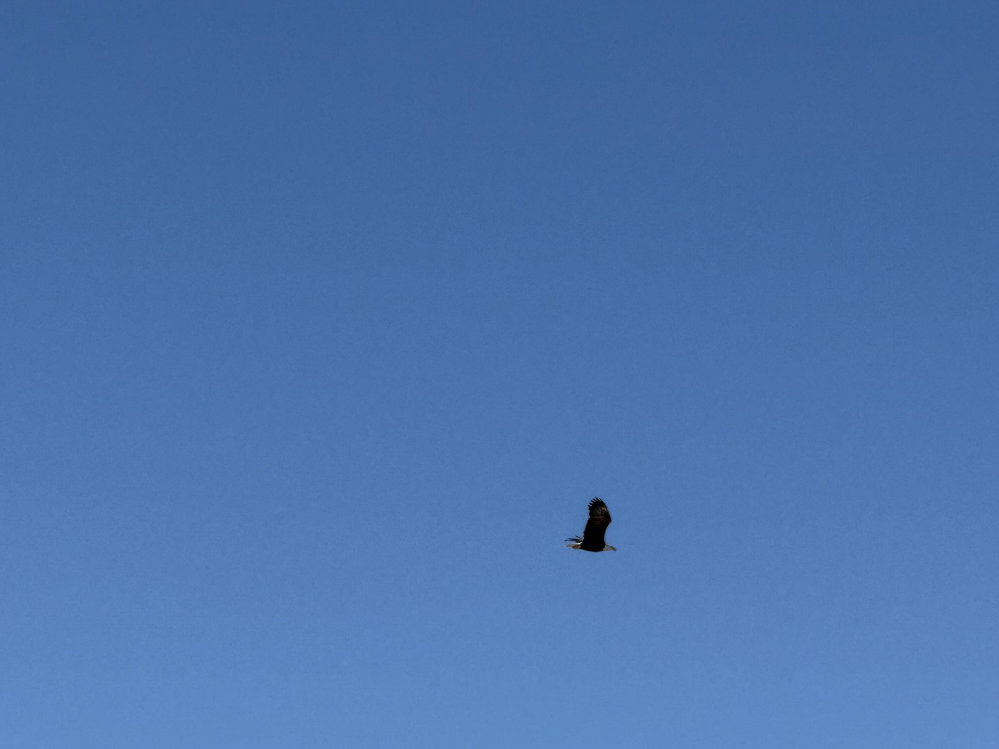 Bald Eagle，iPhone 16 Pro 大长焦很难拍的清楚