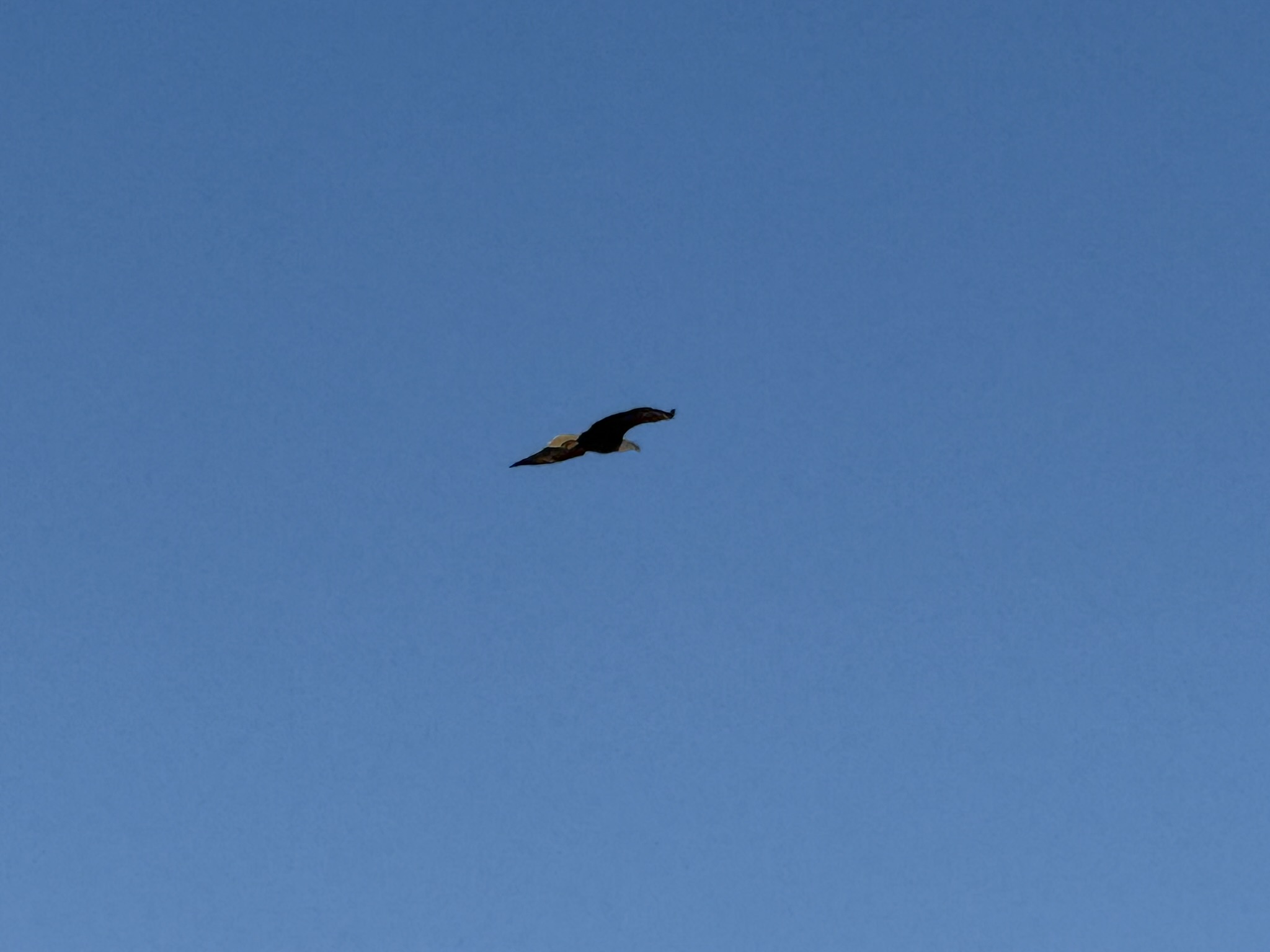 Bald Eagle，iPhone 16 Pro 大长焦很难拍的清楚