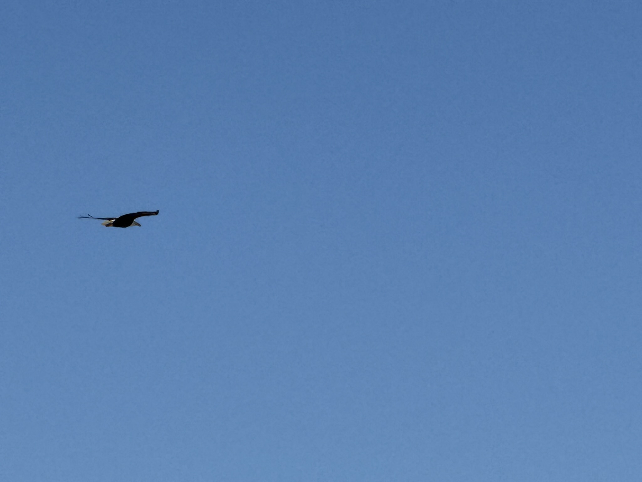 Bald Eagle，iPhone 16 Pro 大长焦很难拍的清楚