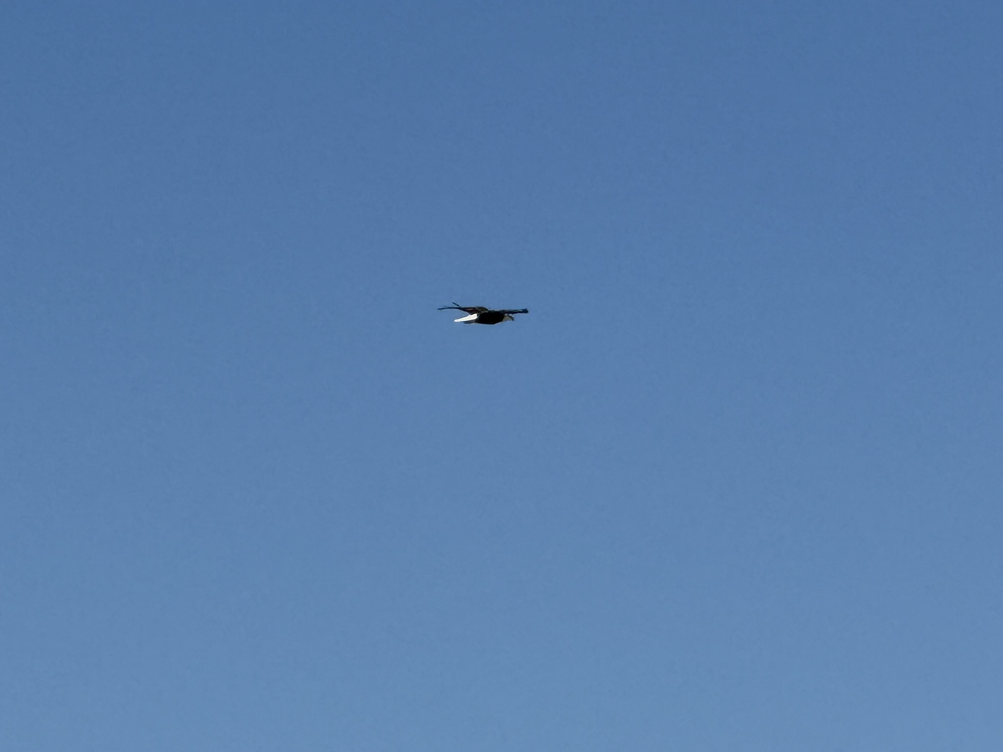 Bald Eagle，iPhone 16 Pro 大长焦很难拍的清楚