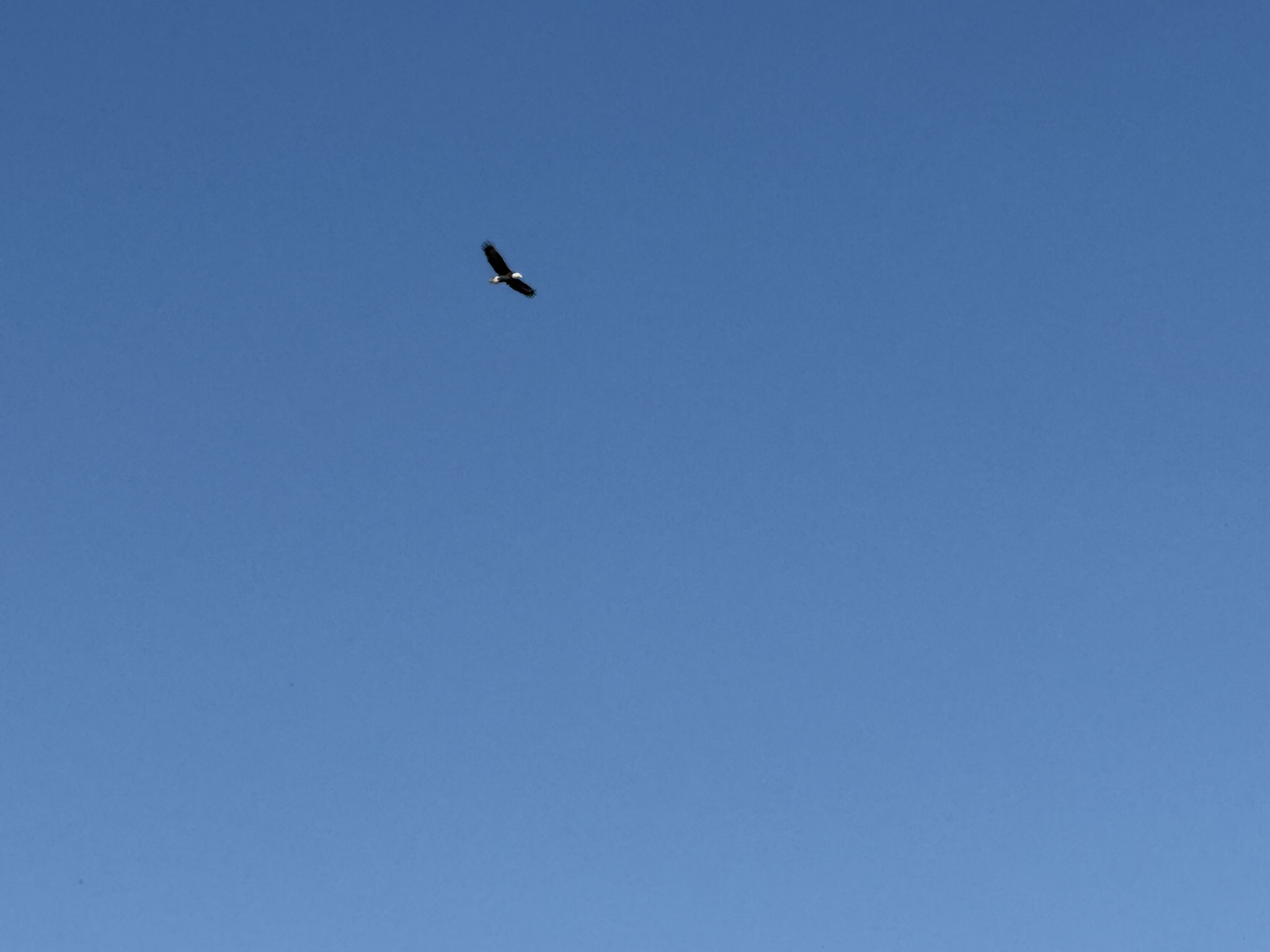 Bald Eagle，iPhone 16 Pro 大长焦很难拍的清楚