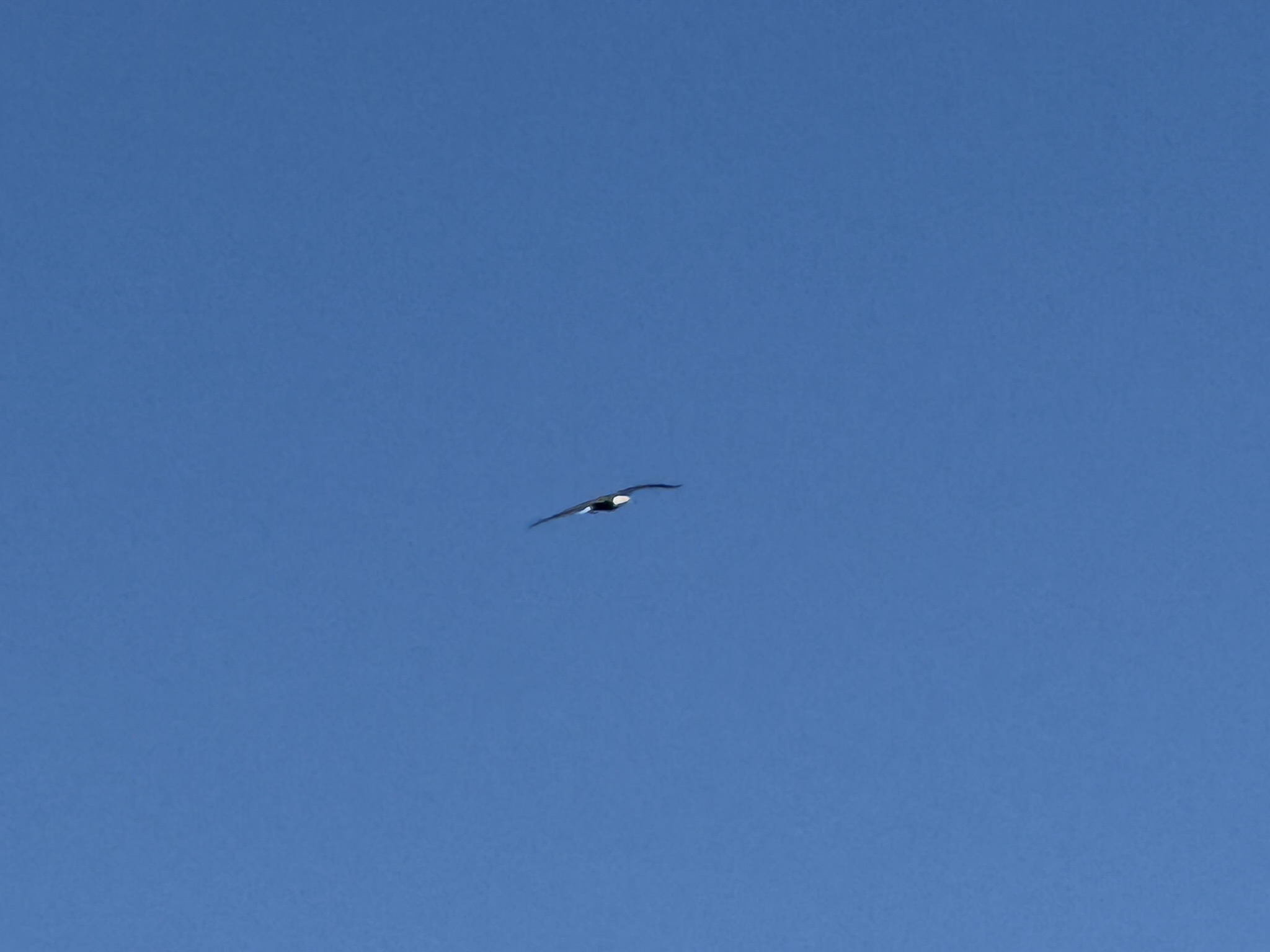 Bald Eagle，iPhone 16 Pro 大长焦很难拍的清楚