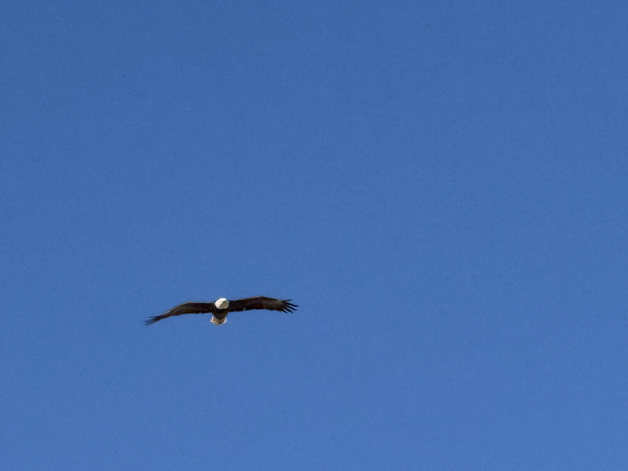 Bald Eagle，iPhone 16 Pro 大长焦很难拍的清楚