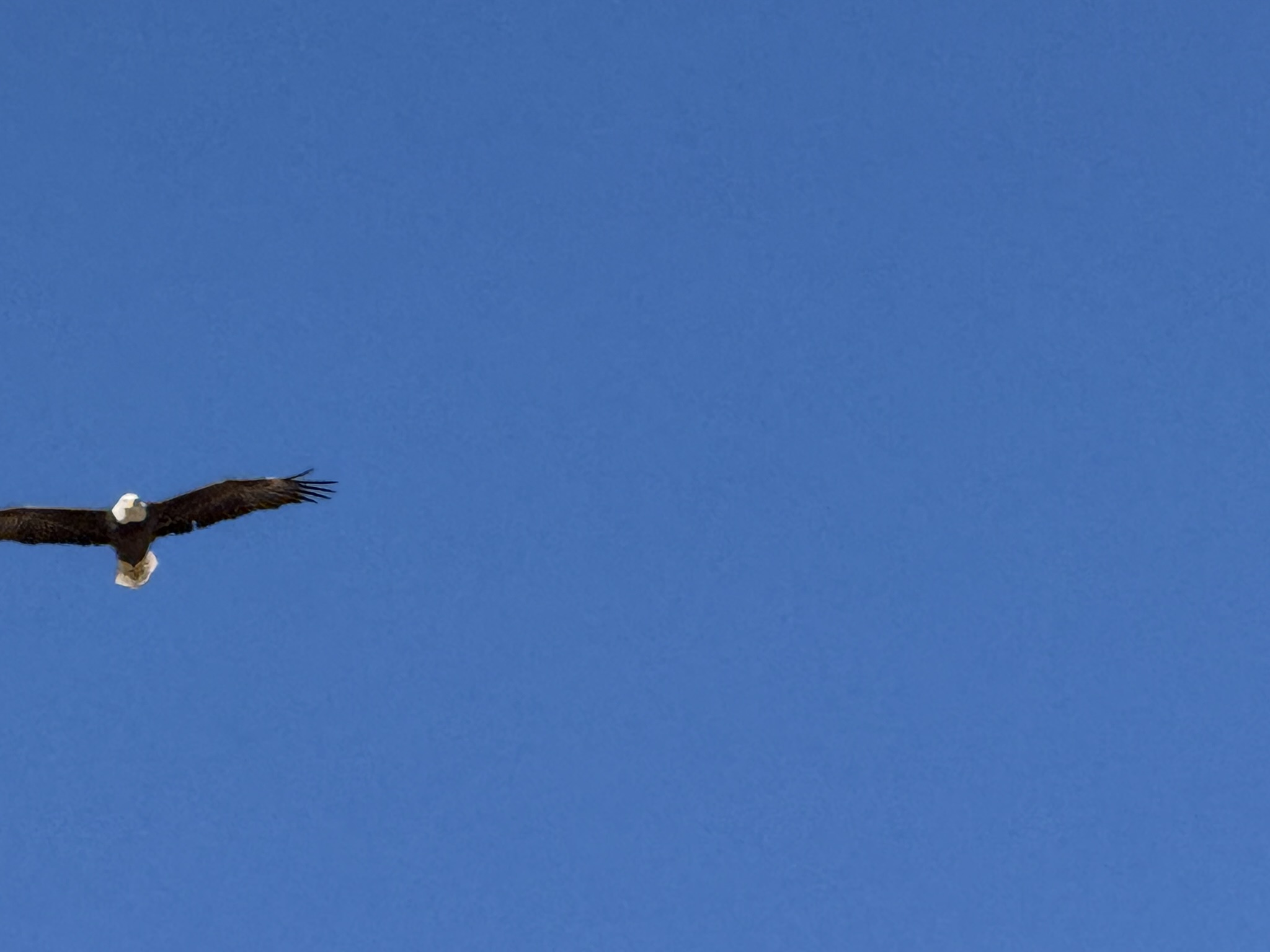 Bald Eagle，iPhone 16 Pro 大长焦很难拍的清楚