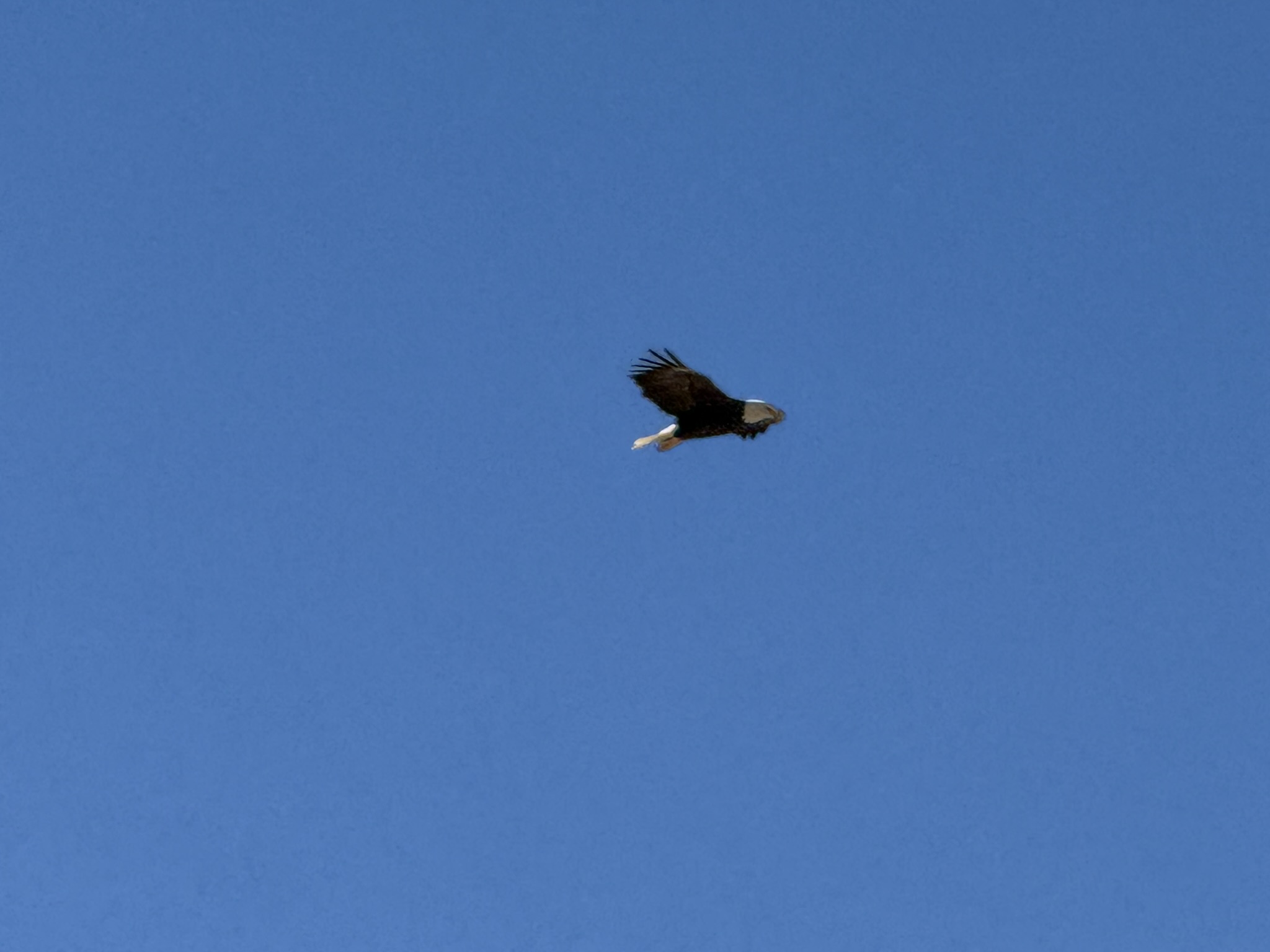 Bald Eagle，iPhone 16 Pro 大长焦很难拍的清楚