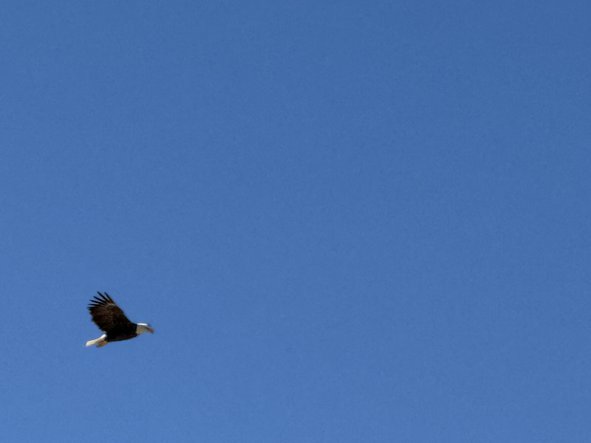 Bald Eagle，iPhone 16 Pro 大长焦很难拍的清楚