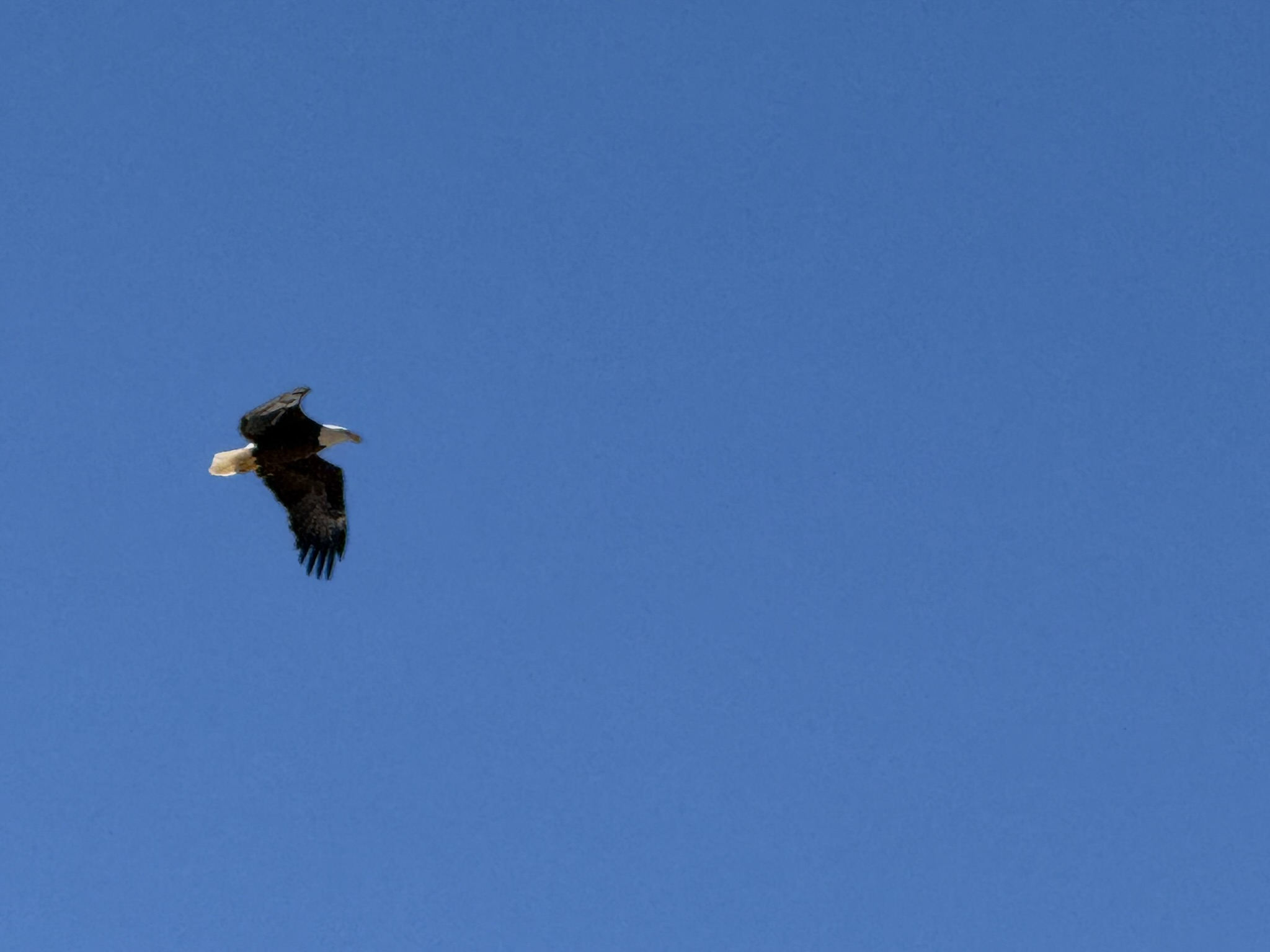 Bald Eagle，iPhone 16 Pro 大长焦很难拍的清楚