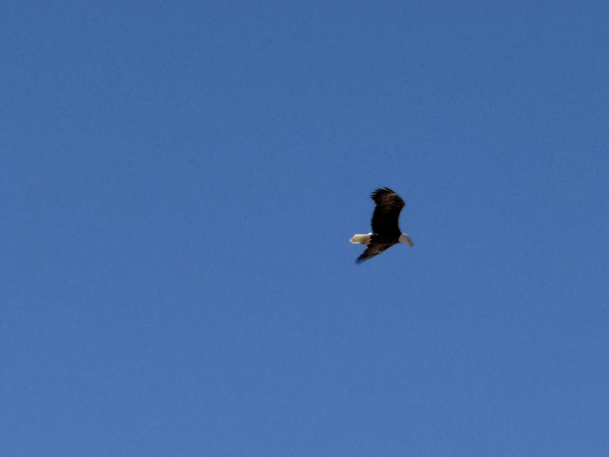 Bald Eagle，iPhone 16 Pro 大长焦很难拍的清楚