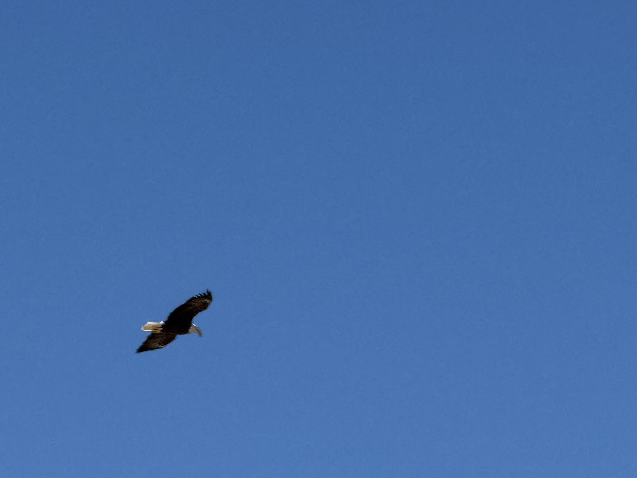 Bald Eagle，iPhone 16 Pro 大长焦很难拍的清楚