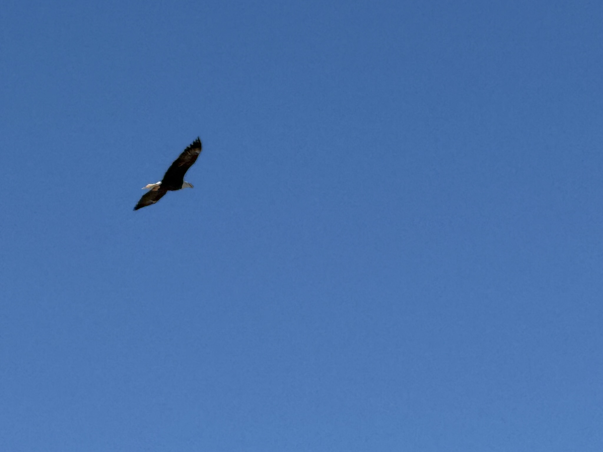 Bald Eagle，iPhone 16 Pro 大长焦很难拍的清楚