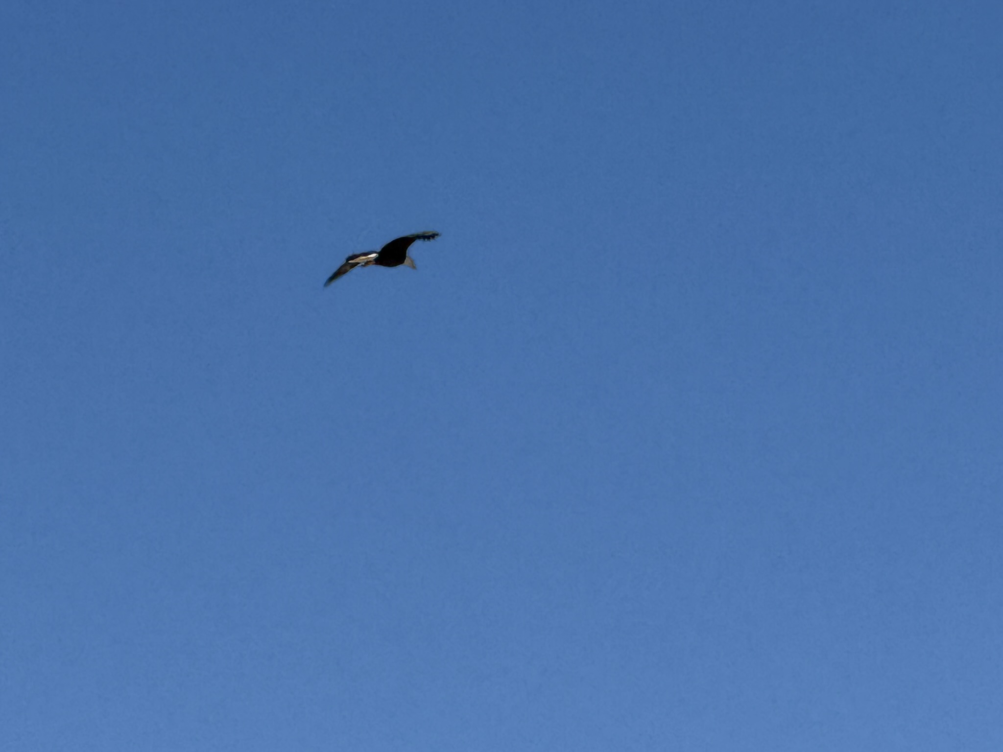 Bald Eagle，iPhone 16 Pro 大长焦很难拍的清楚