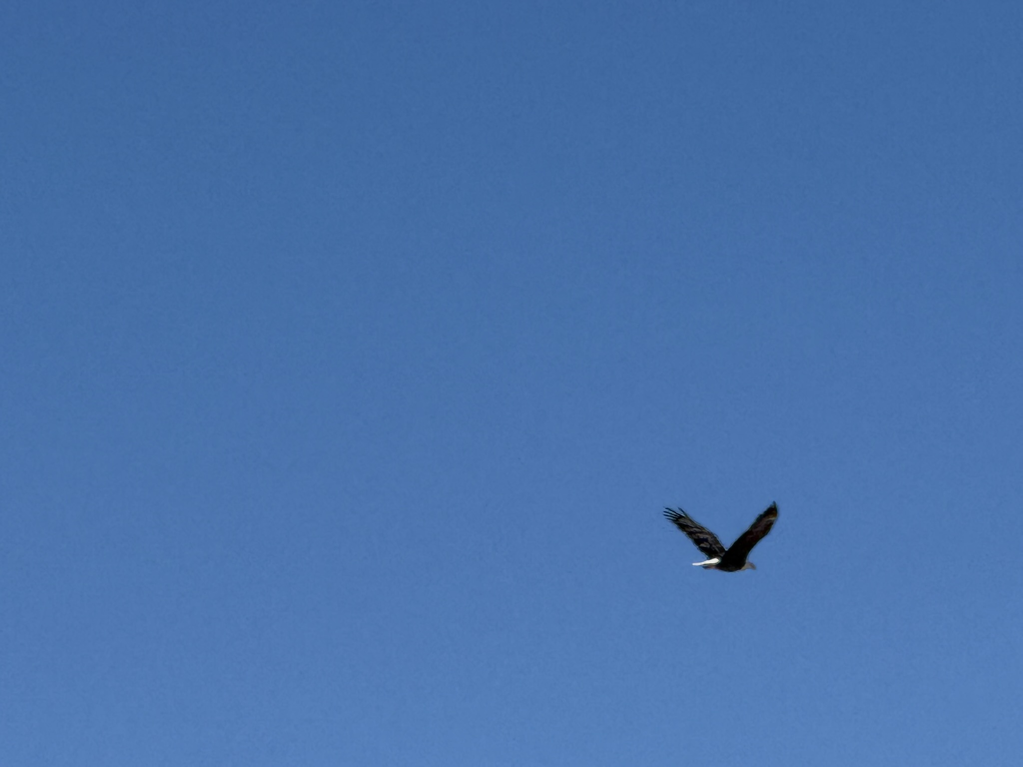 Bald Eagle，iPhone 16 Pro 大长焦很难拍的清楚