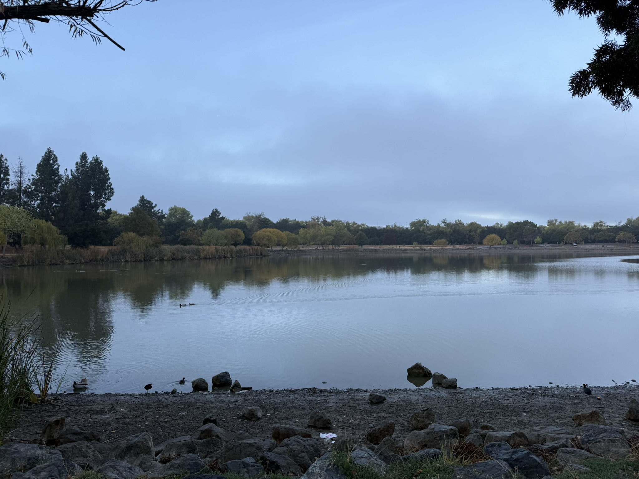 Hellyer County Park 内的 Cottonwood Lake