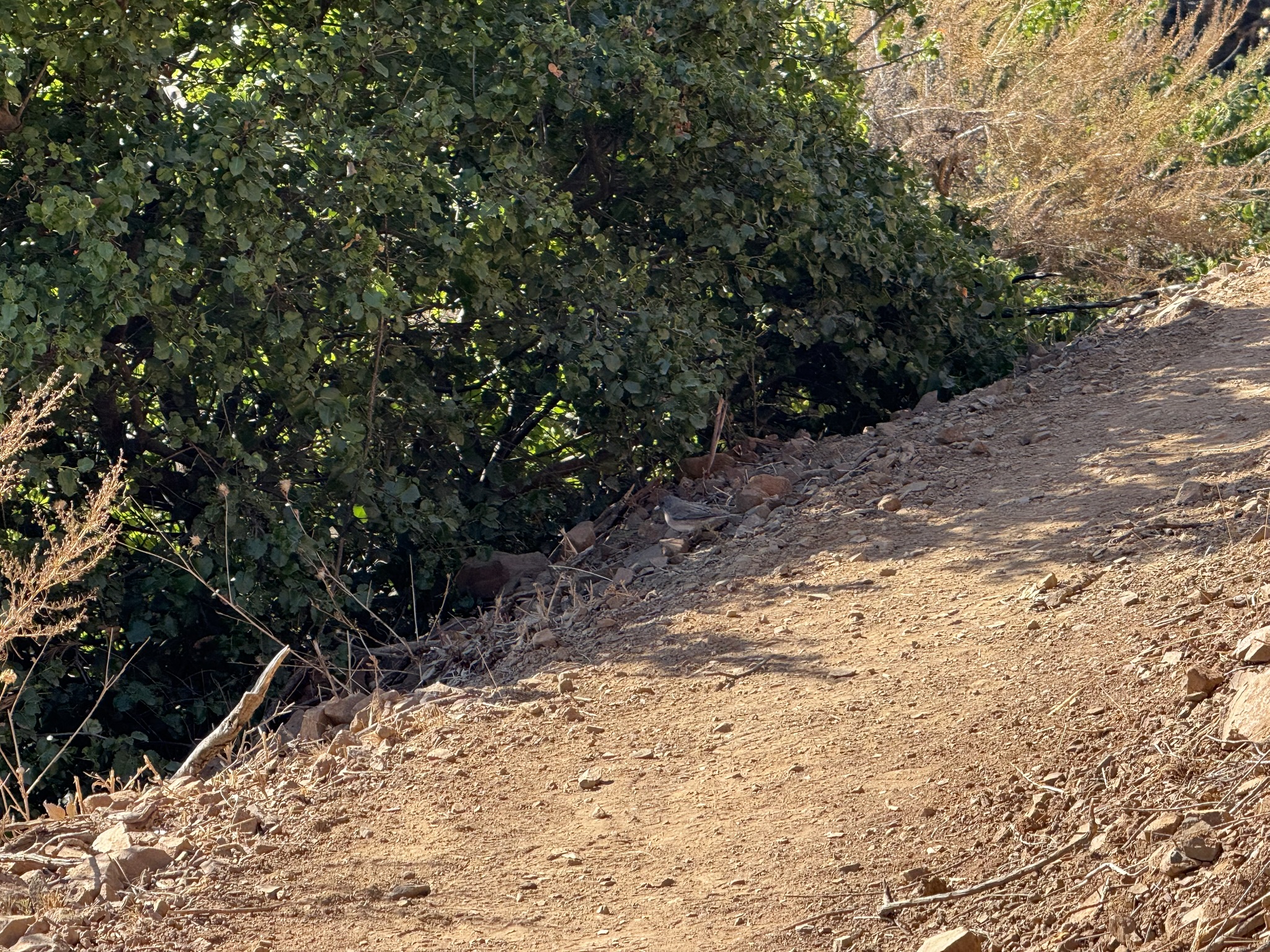 Oak Meadow Loop Trail