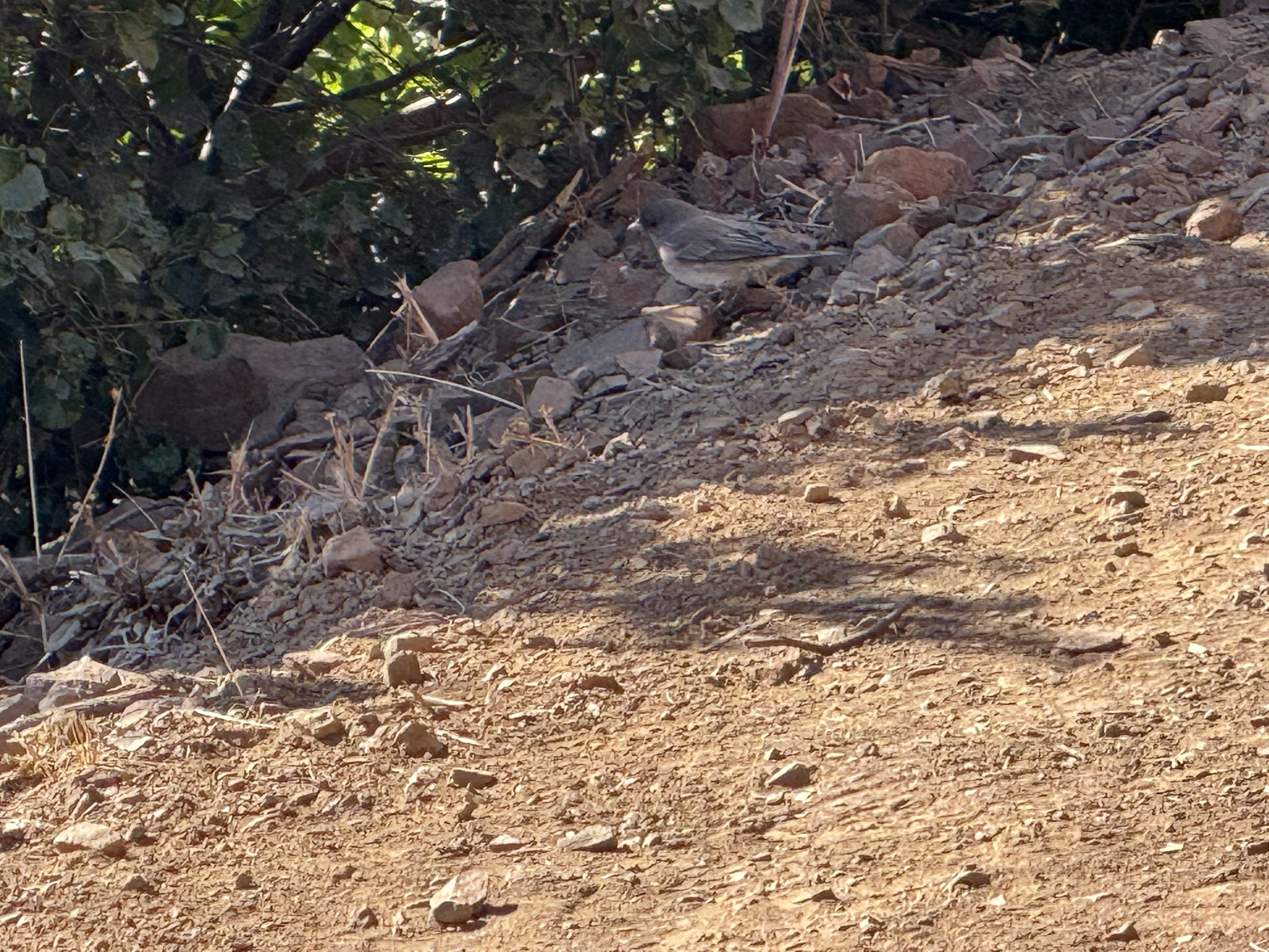 Oak Meadow Loop Trail