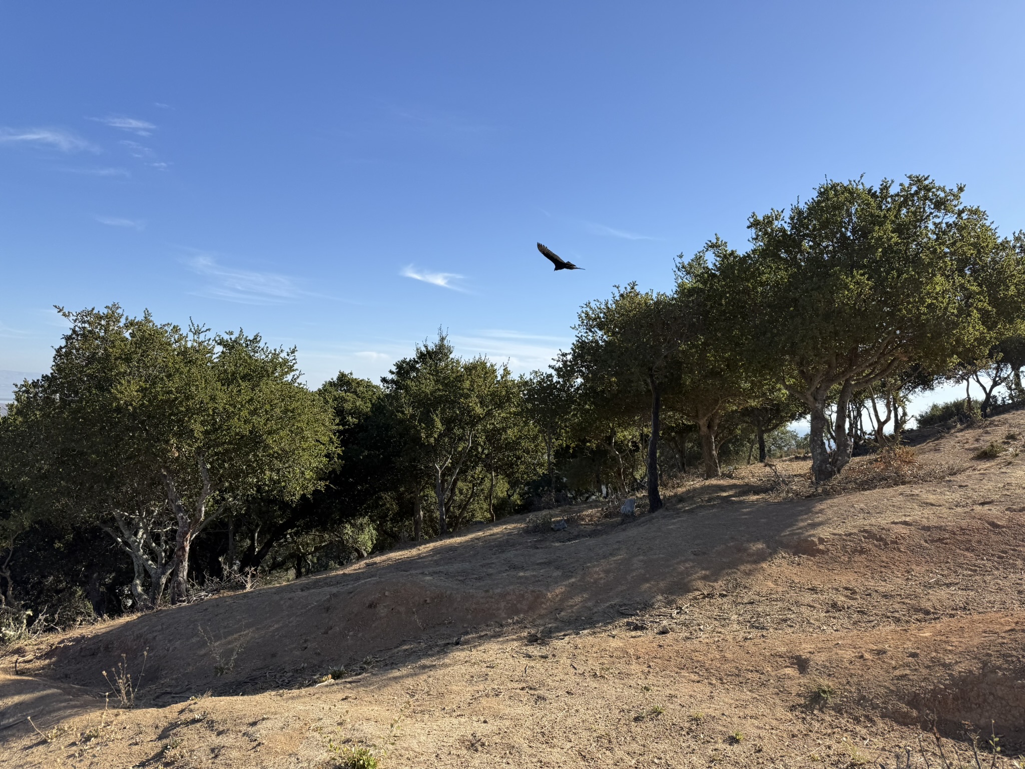 Hawk Hill Trail