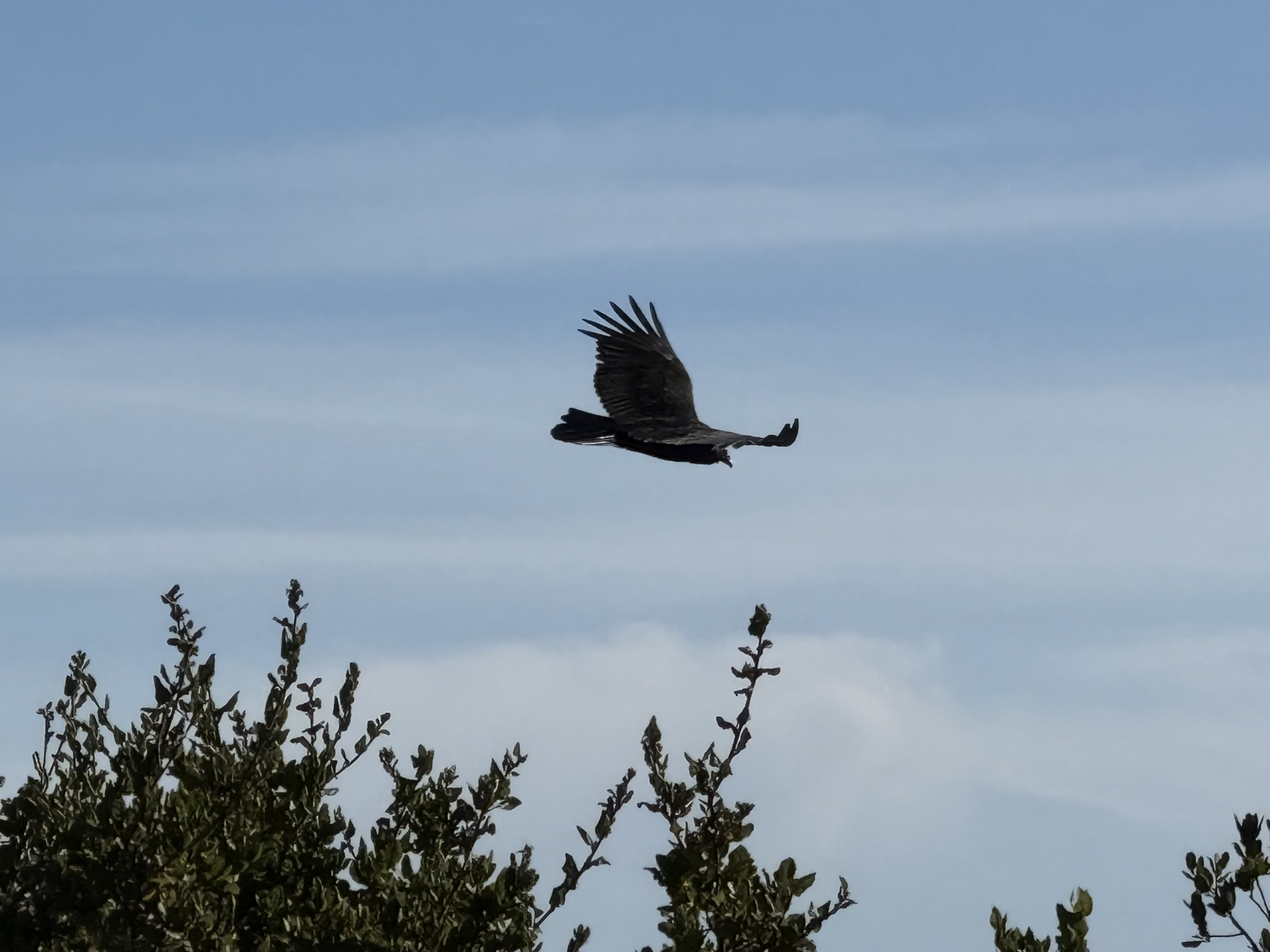 Hawk Hill Trail