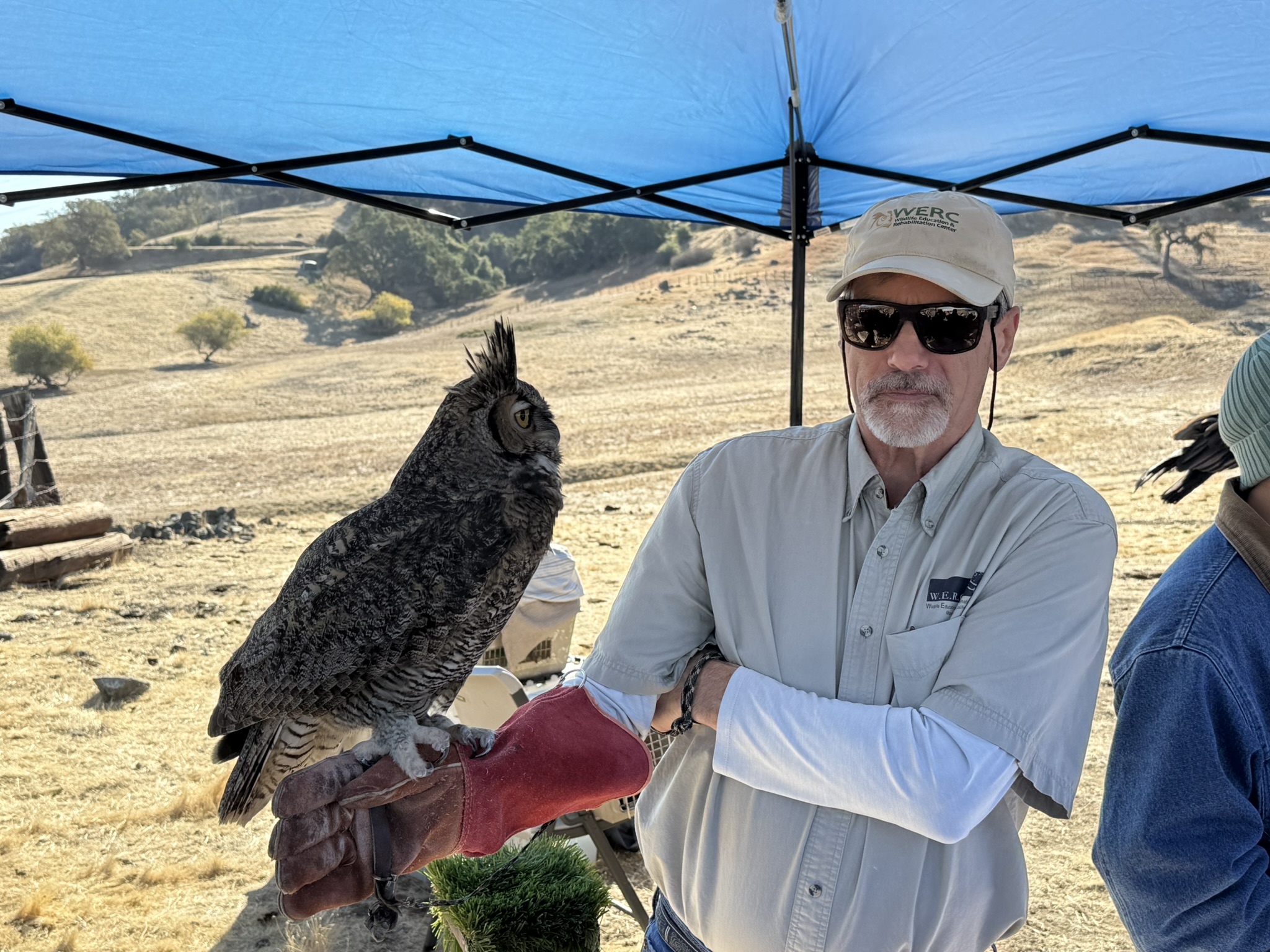 Great Horned Owl