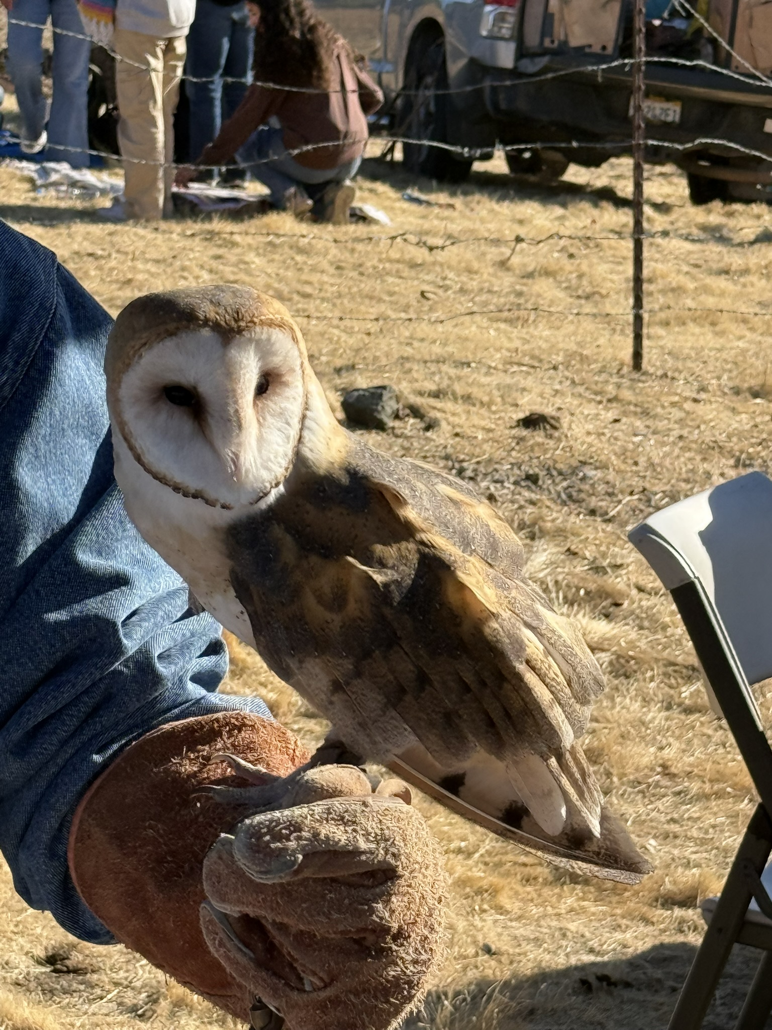 Barn Owl