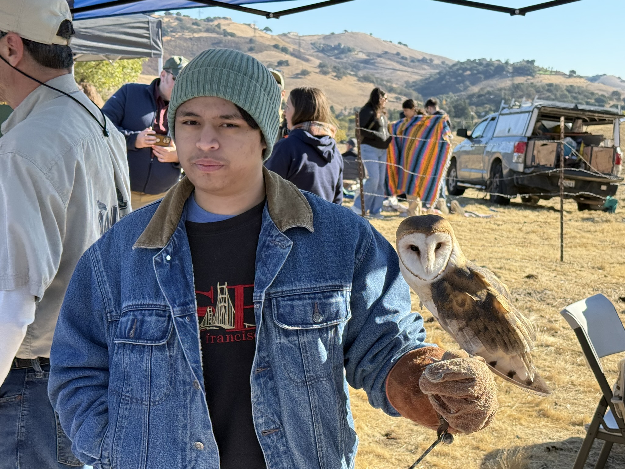 Barn Owl