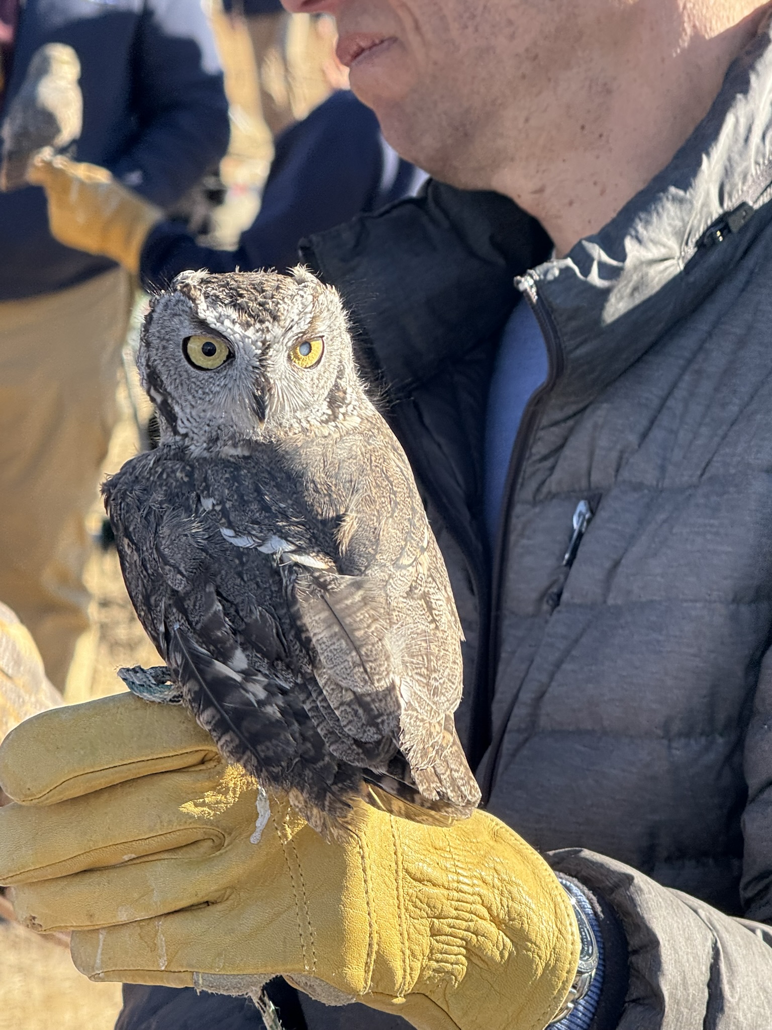 Eastern Screech Owl