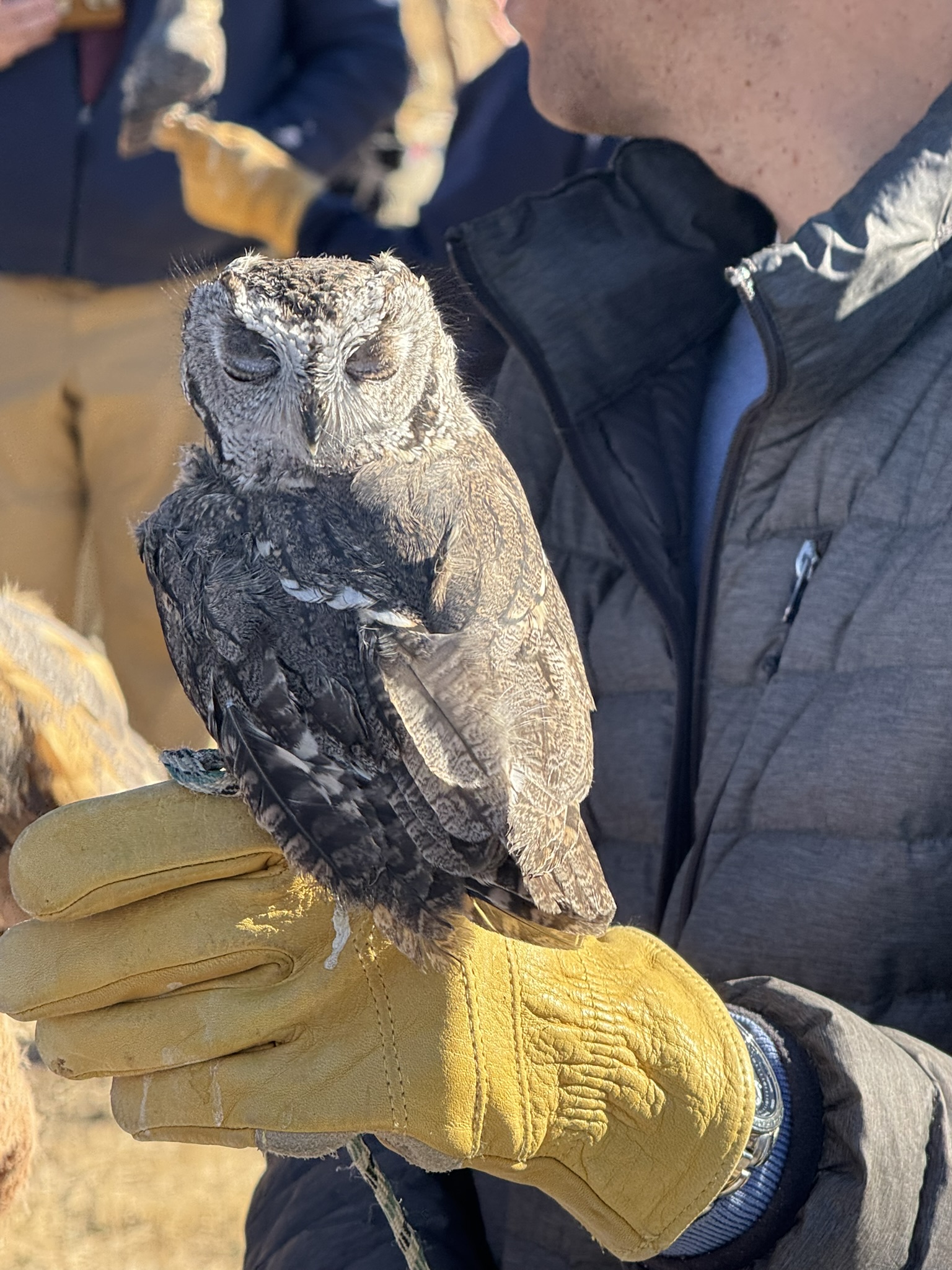 Eastern Screech Owl