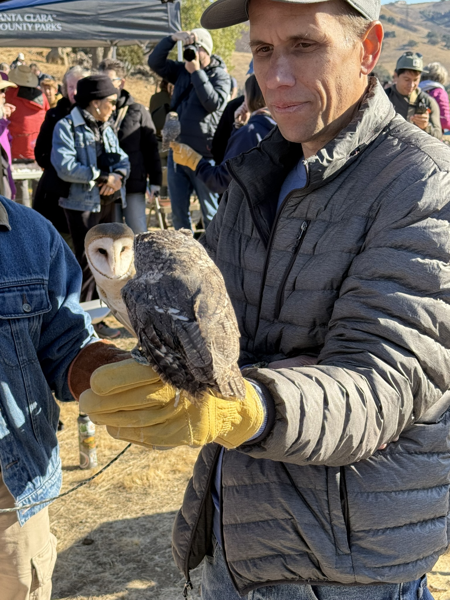 Eastern Screech Owl