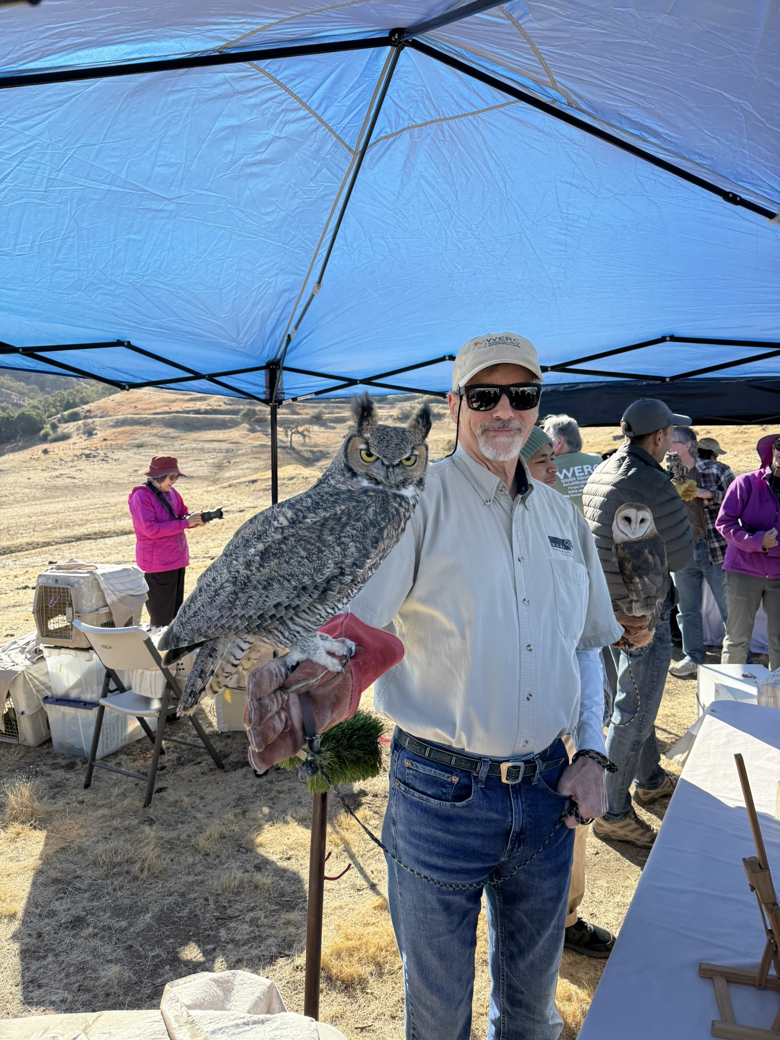 Great Horned Owl