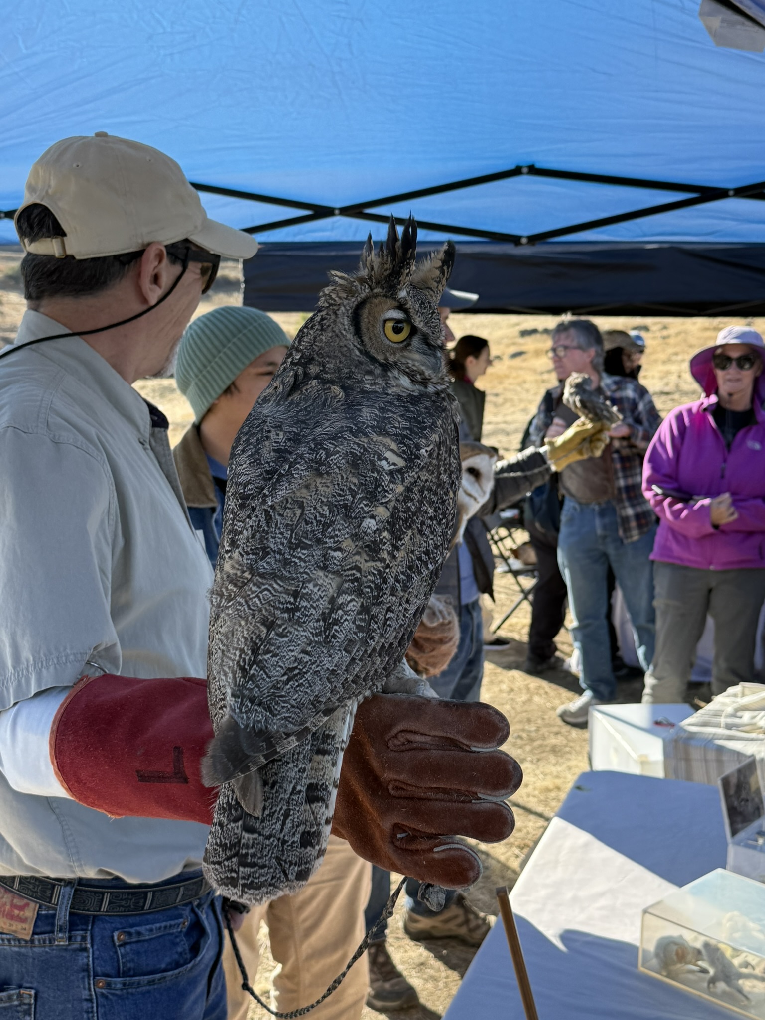 Great Horned Owl