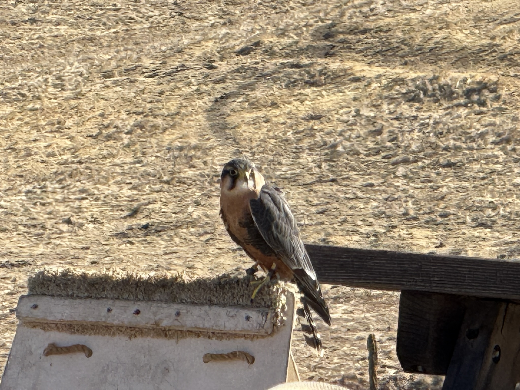 Aplomado Falcon