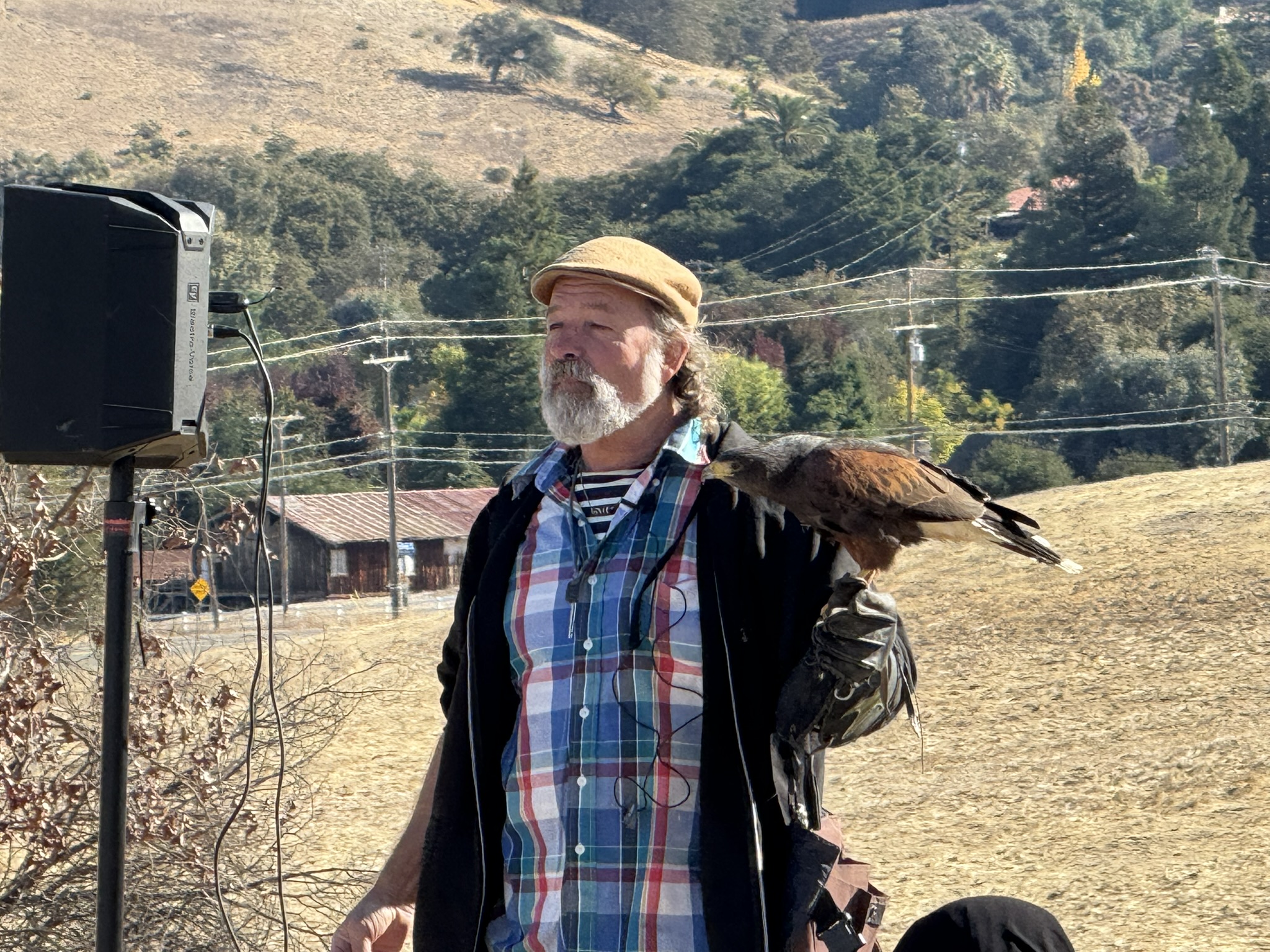 Harris’s Hawk