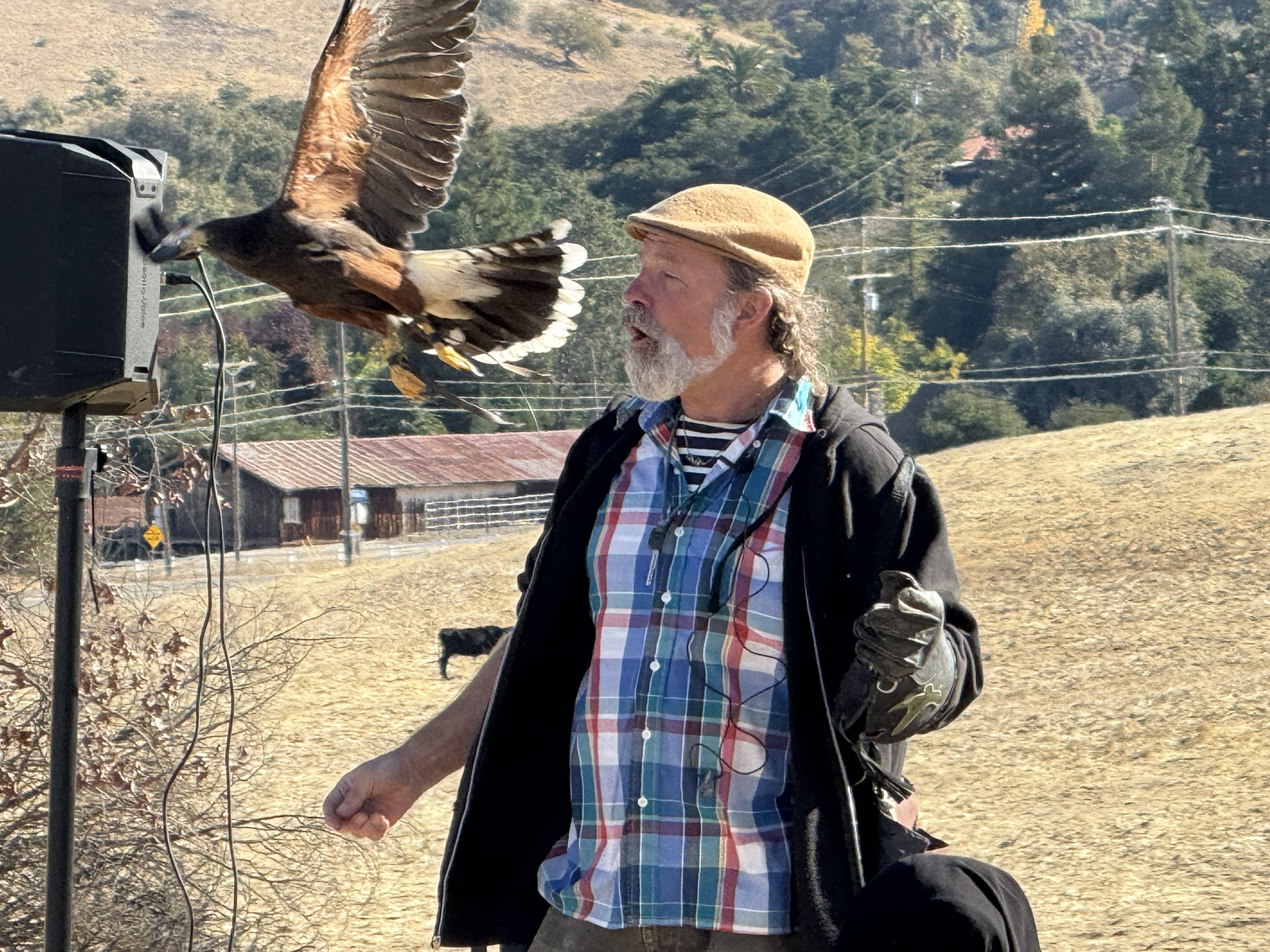 Harris’s Hawk