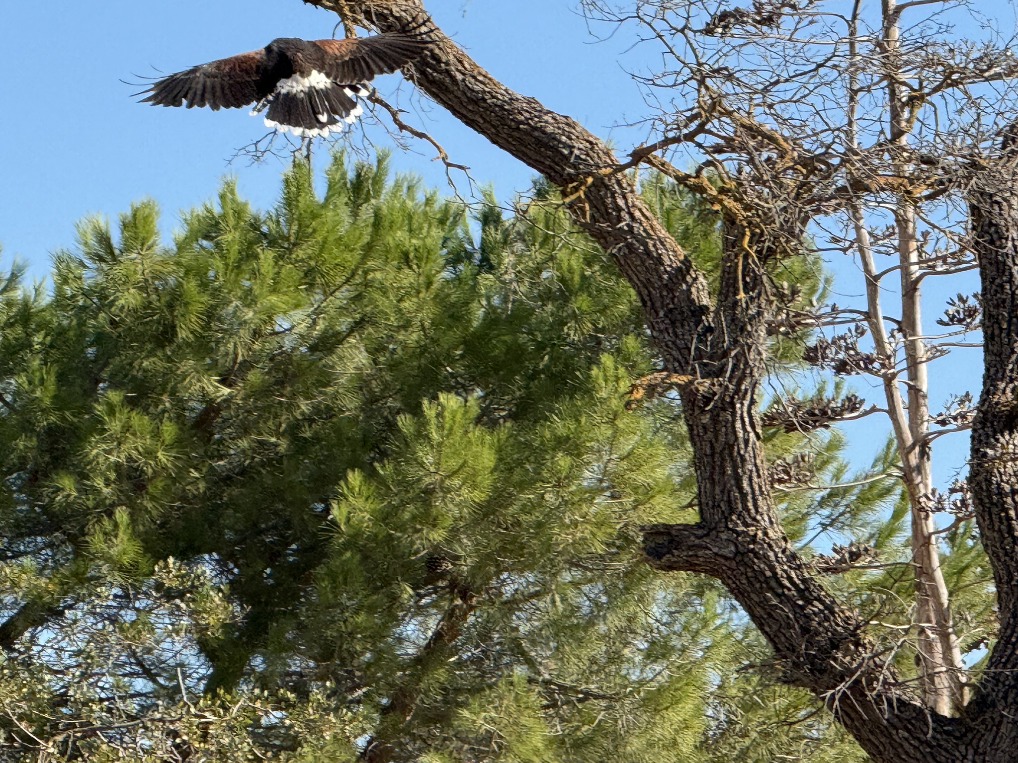 Harris’s Hawk