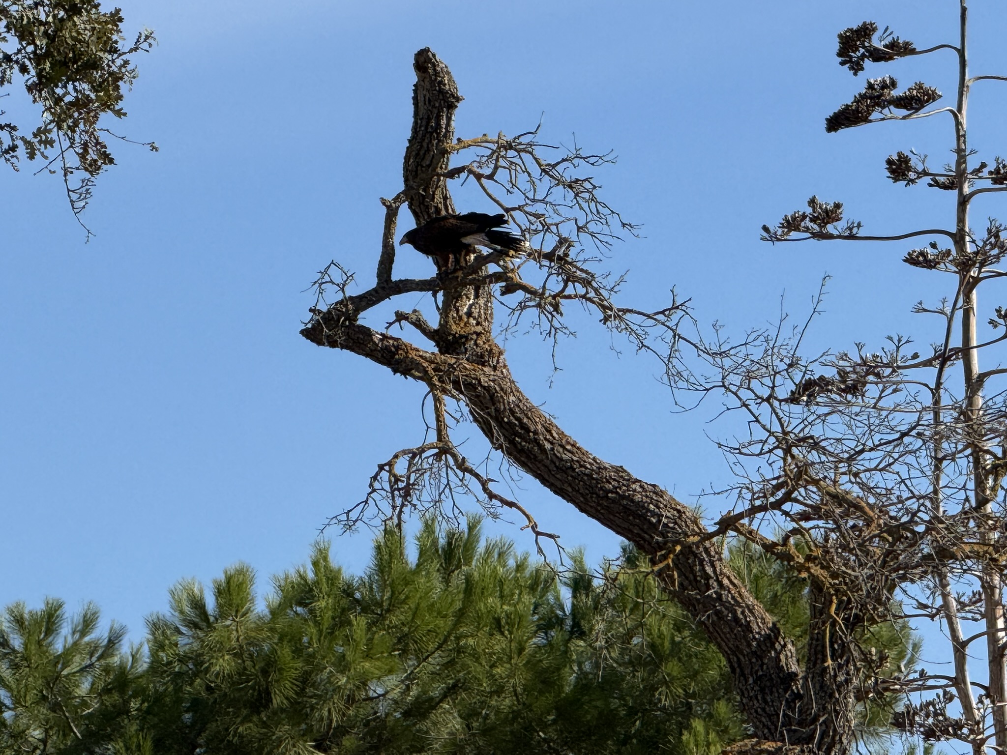 Harris’s Hawk