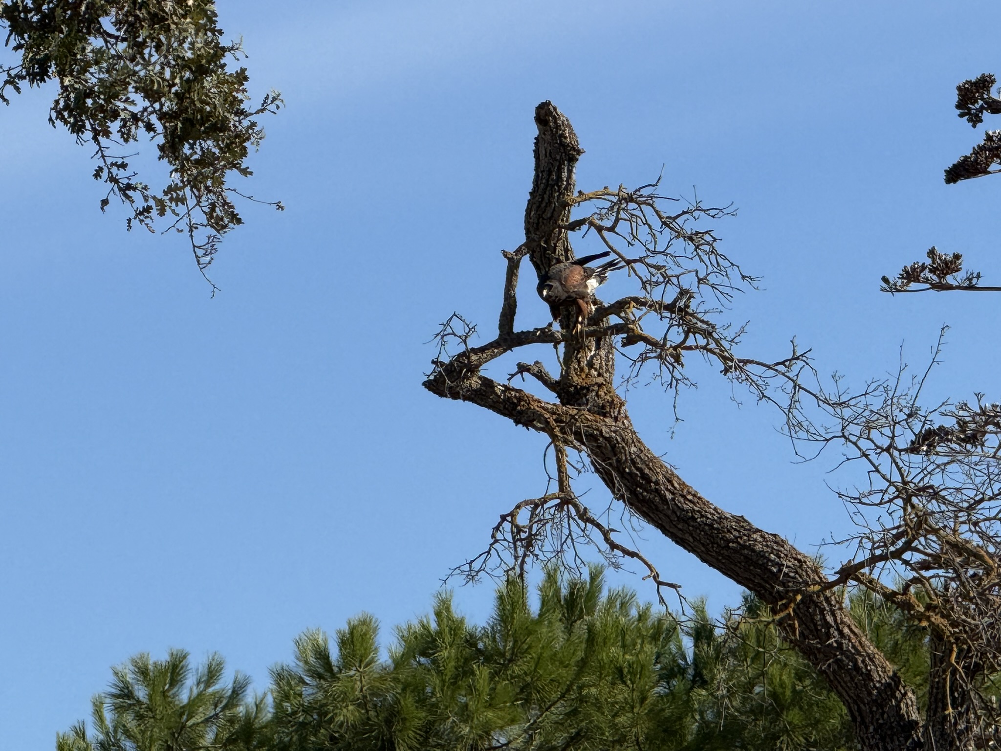 Harris’s Hawk