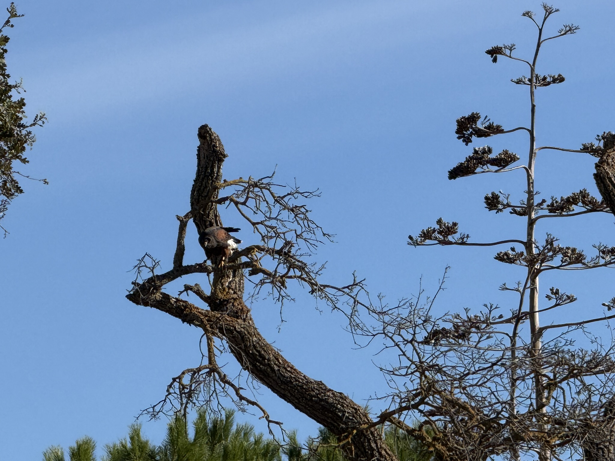 Harris’s Hawk