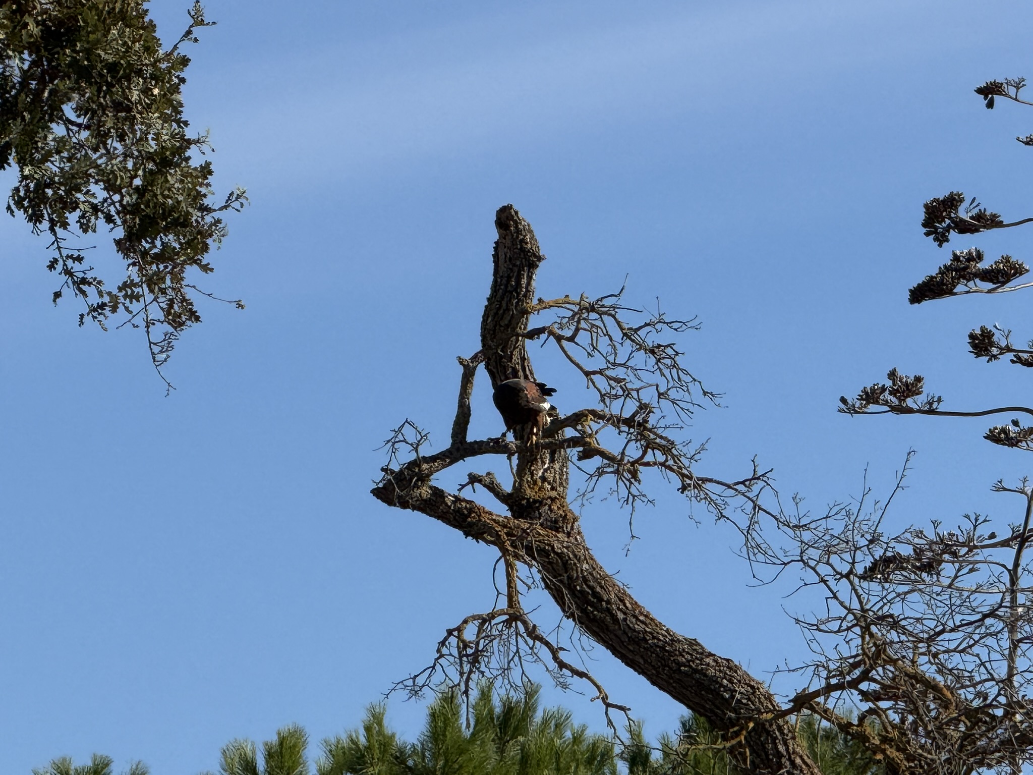 Harris’s Hawk