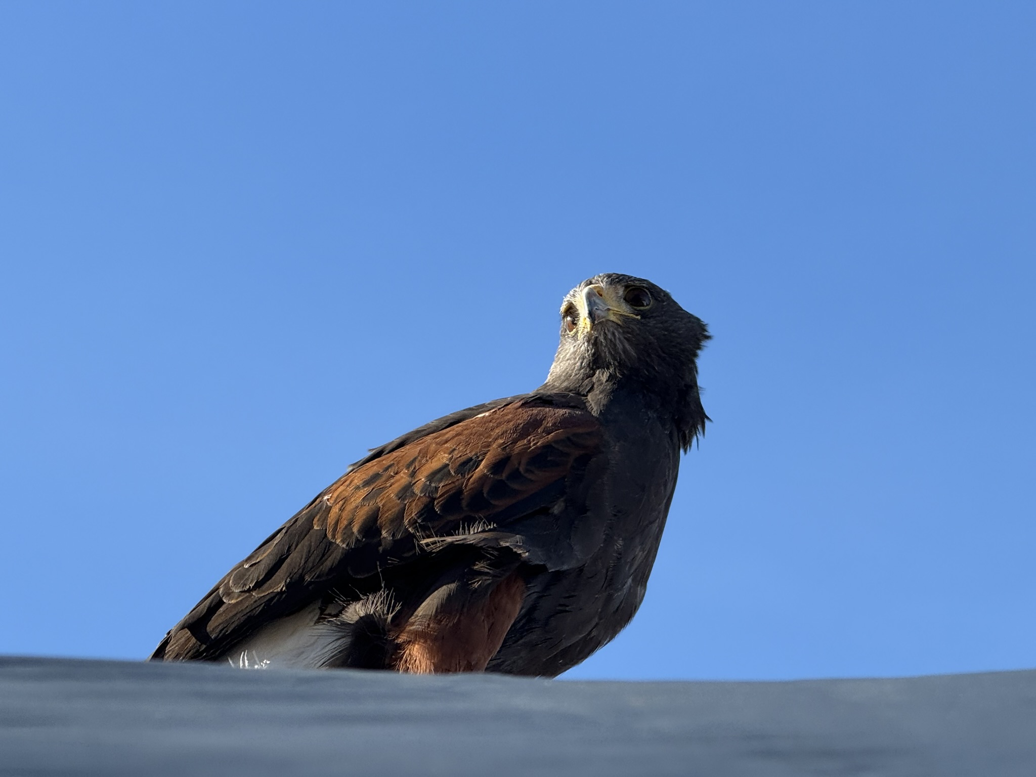 Harris’s Hawk