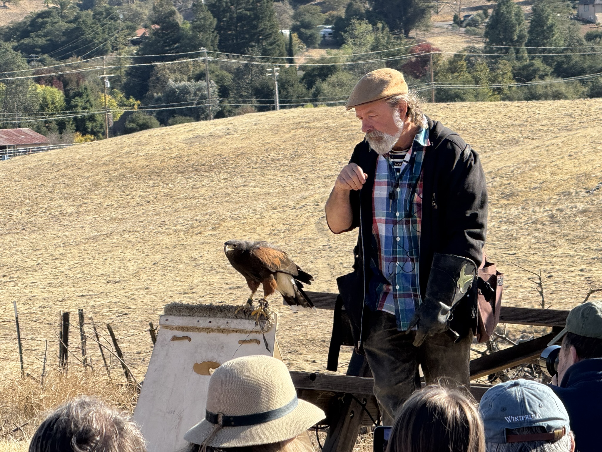 Harris’s Hawk