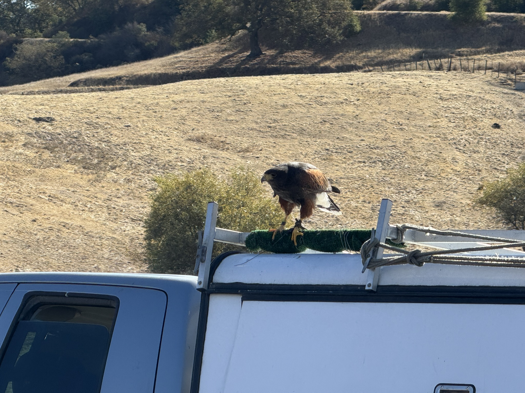 Harris’s Hawk