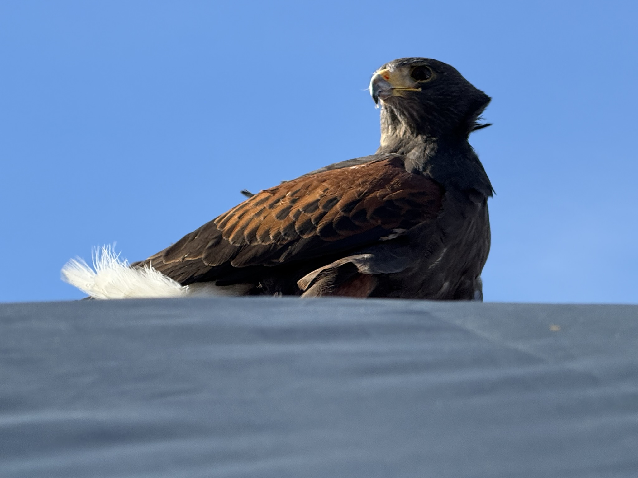 Harris’s Hawk