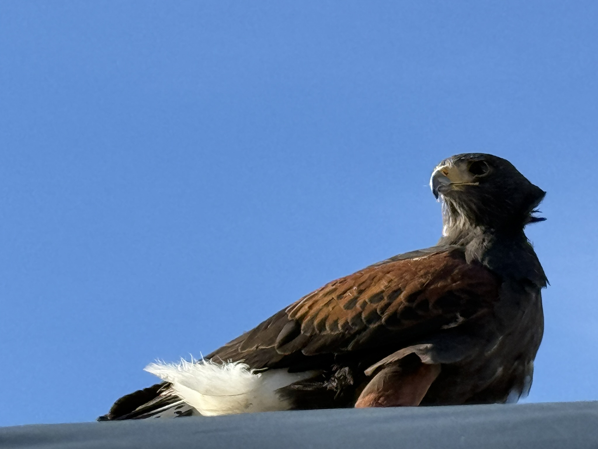 Harris’s Hawk