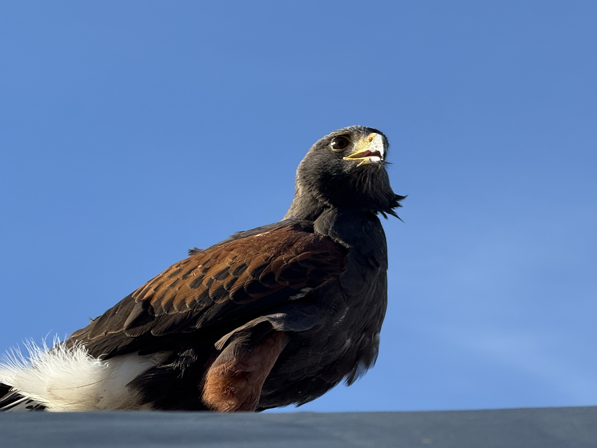 Harris’s Hawk