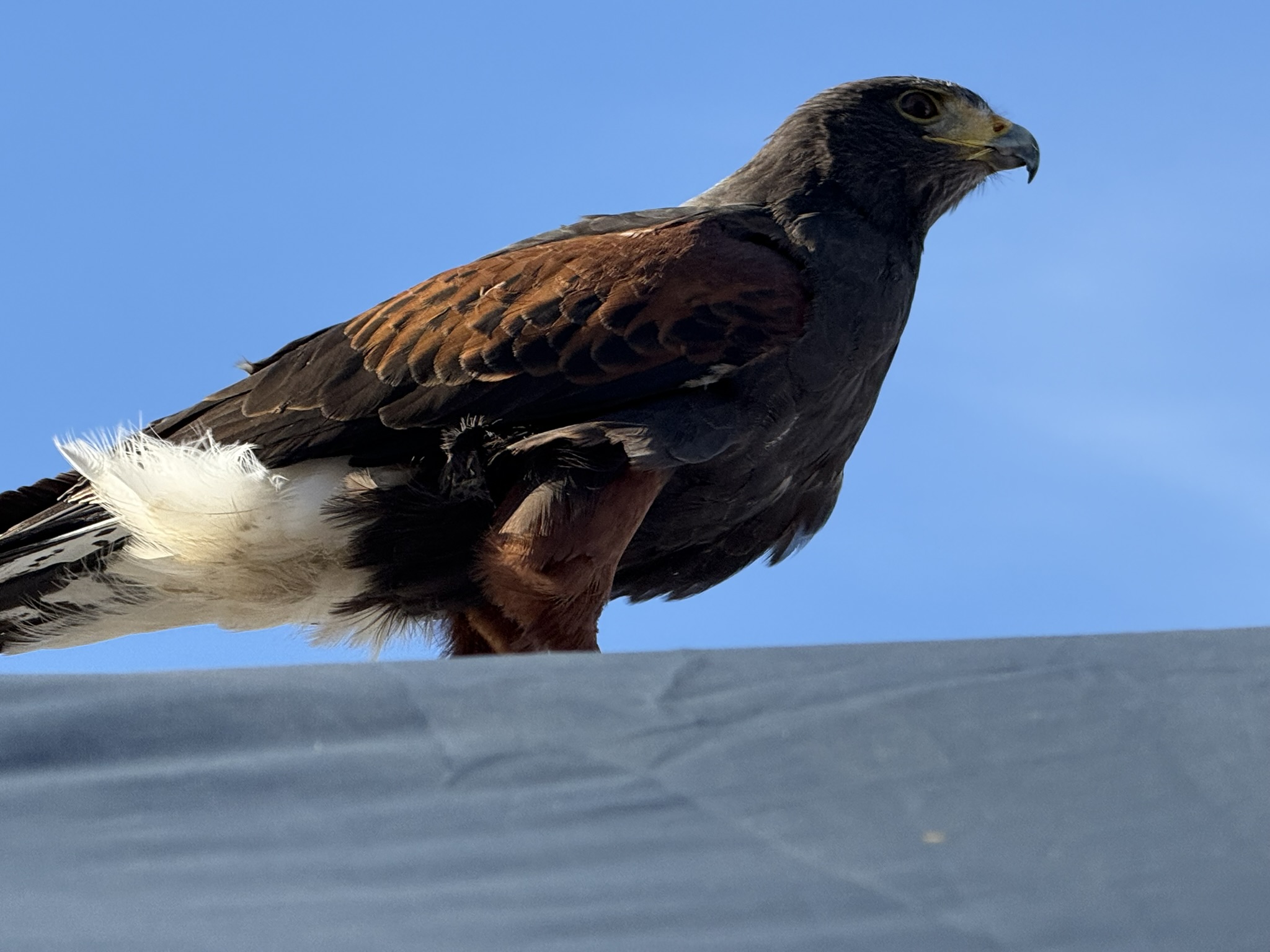 Harris’s Hawk