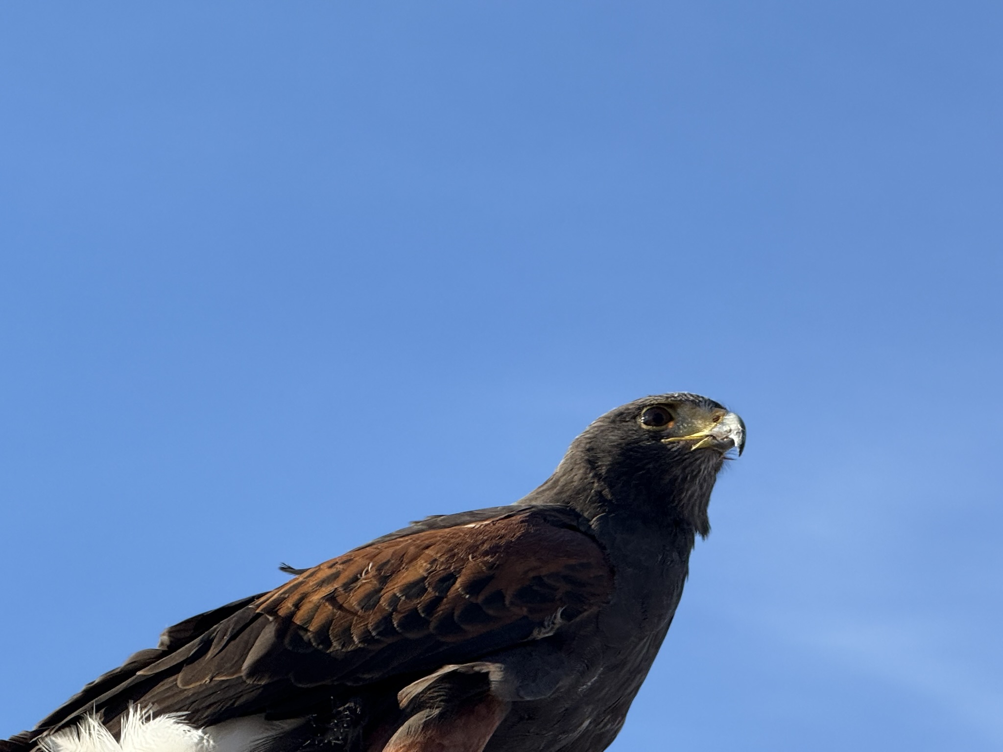 Harris’s Hawk