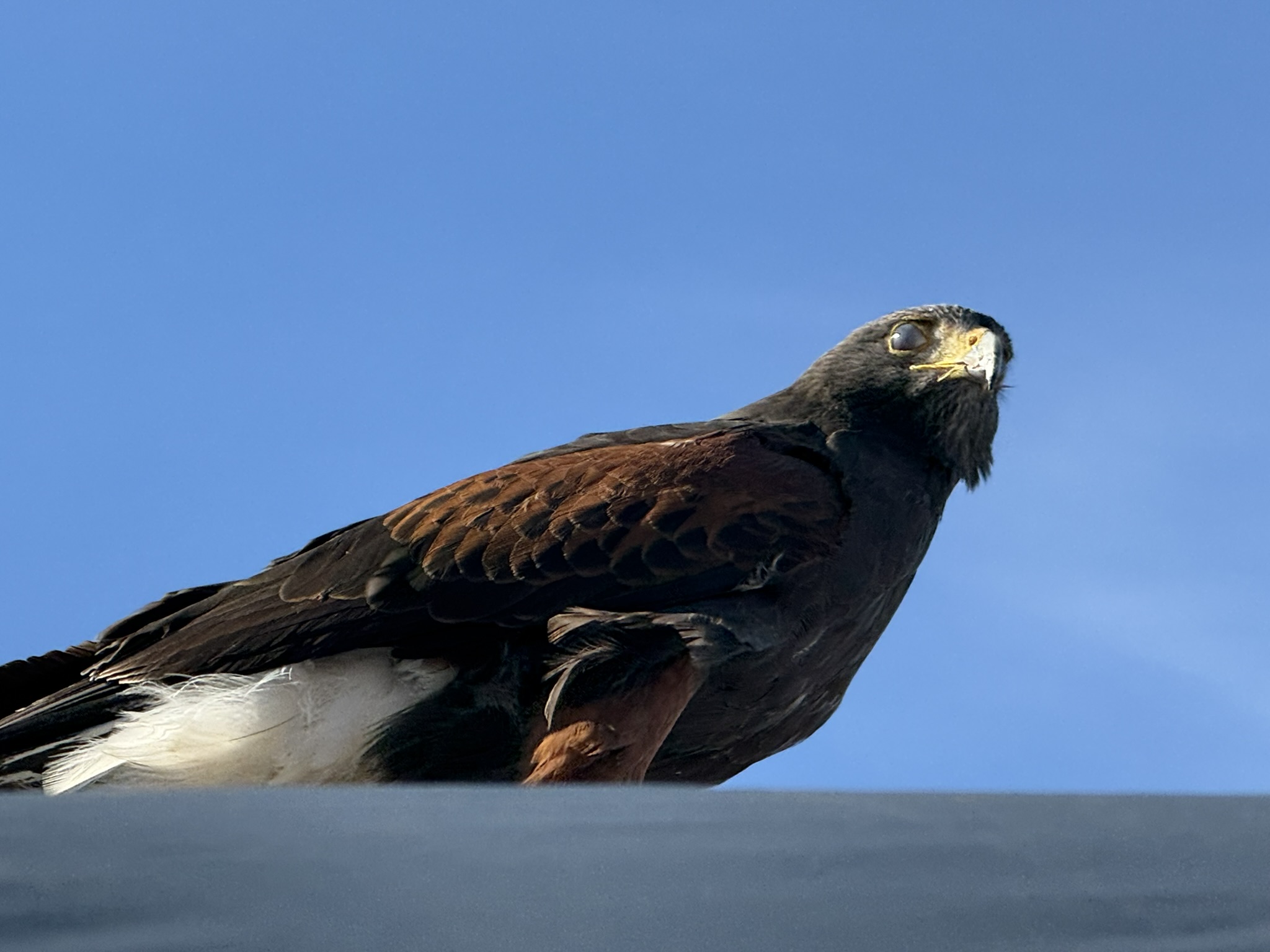 Harris’s Hawk