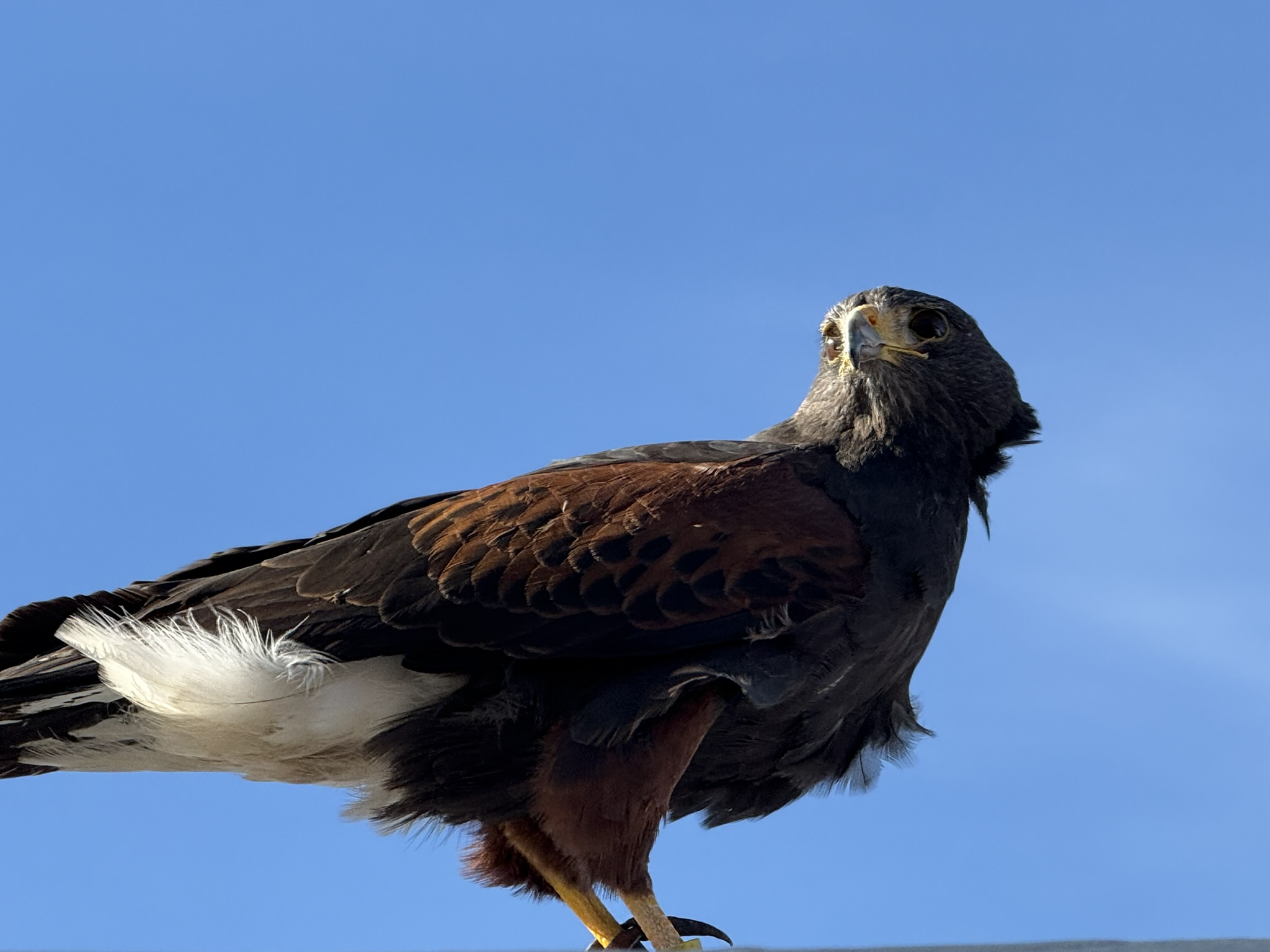 Harris’s Hawk