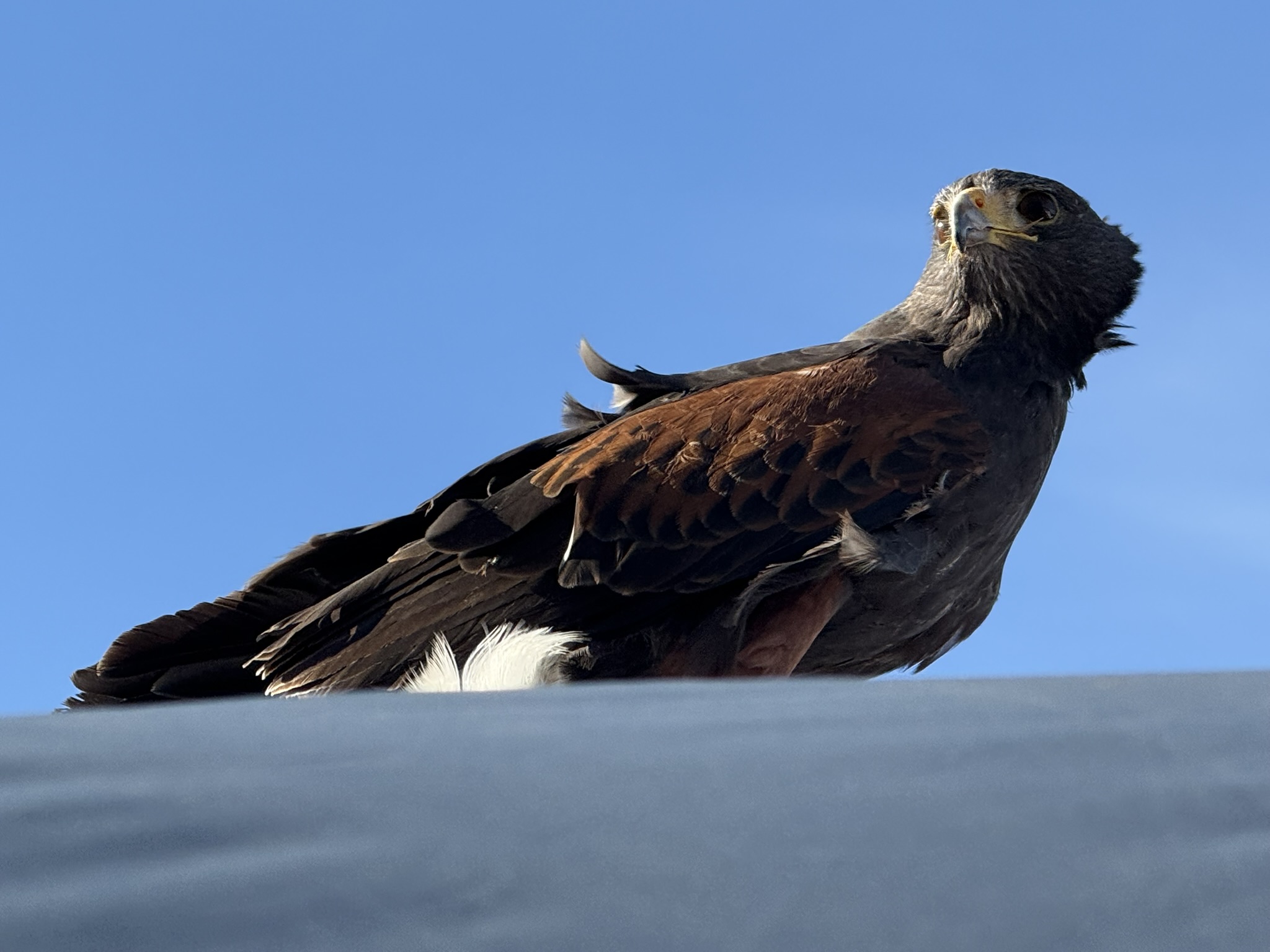 Harris’s Hawk